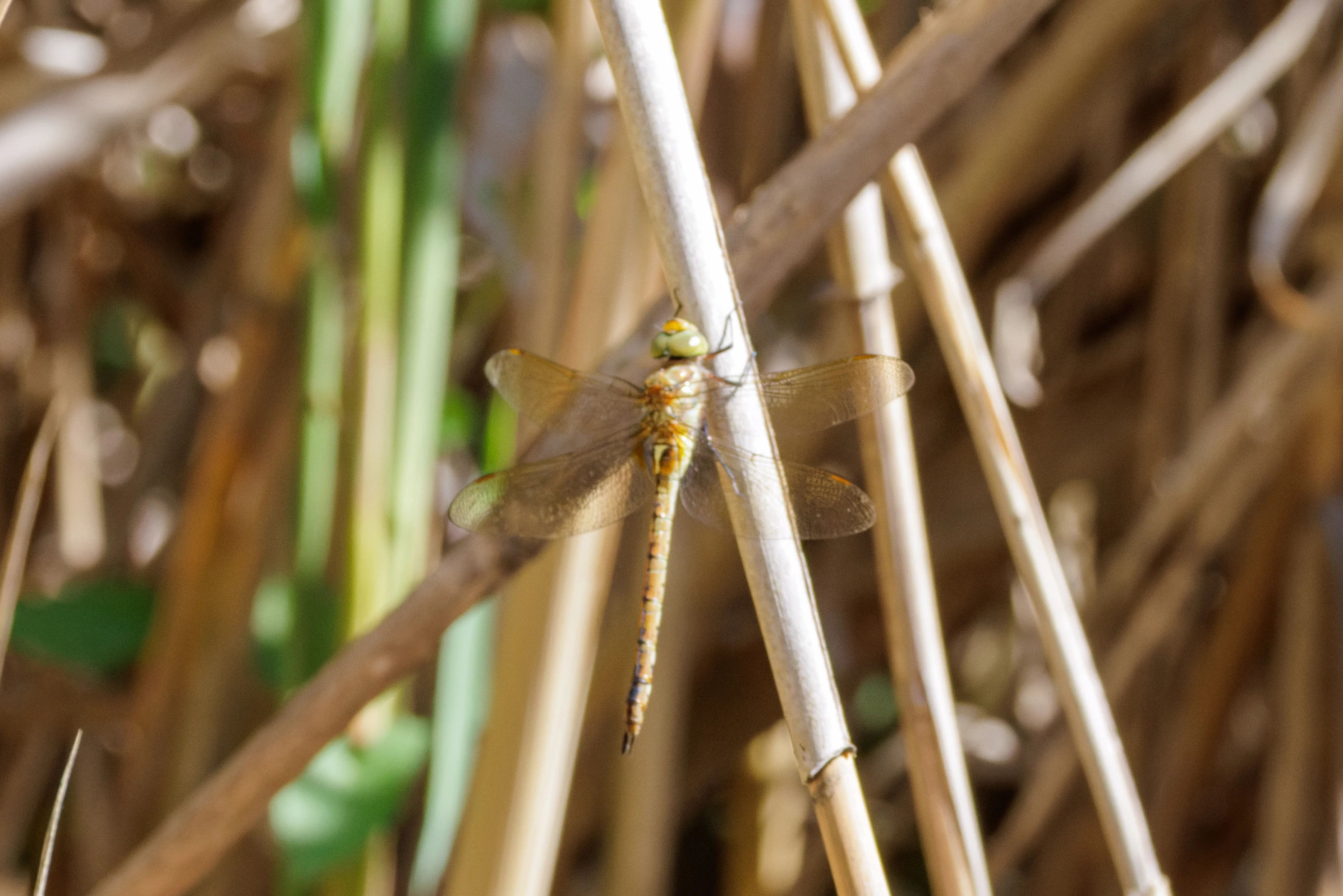 Dragonfly, Danube Delta, Romania — photo by Orlando Prugel-Bennett