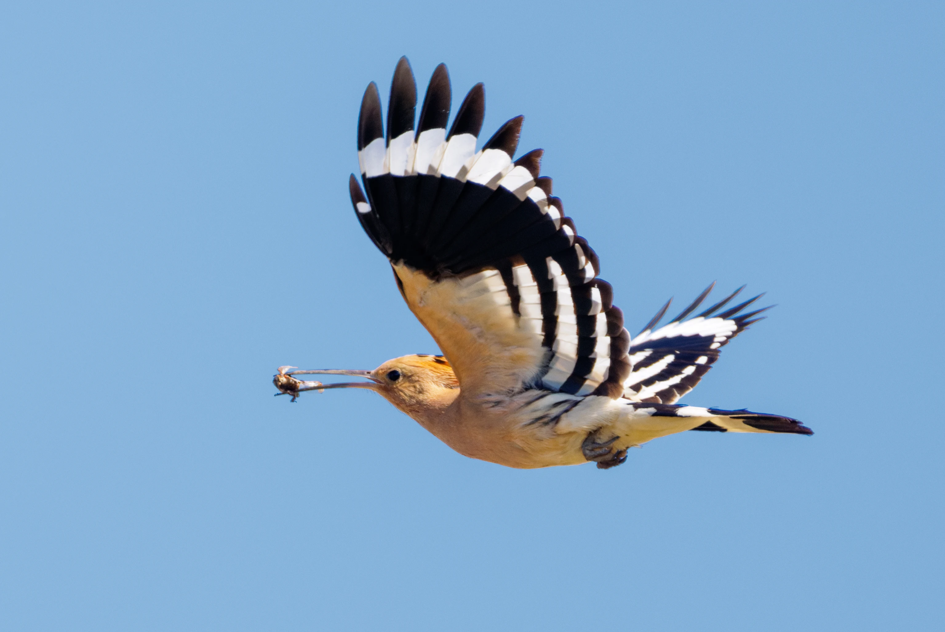 Eurasian Hoopoe, Romanian Steppe, Romania — photo by Orlando Prugel-Bennett