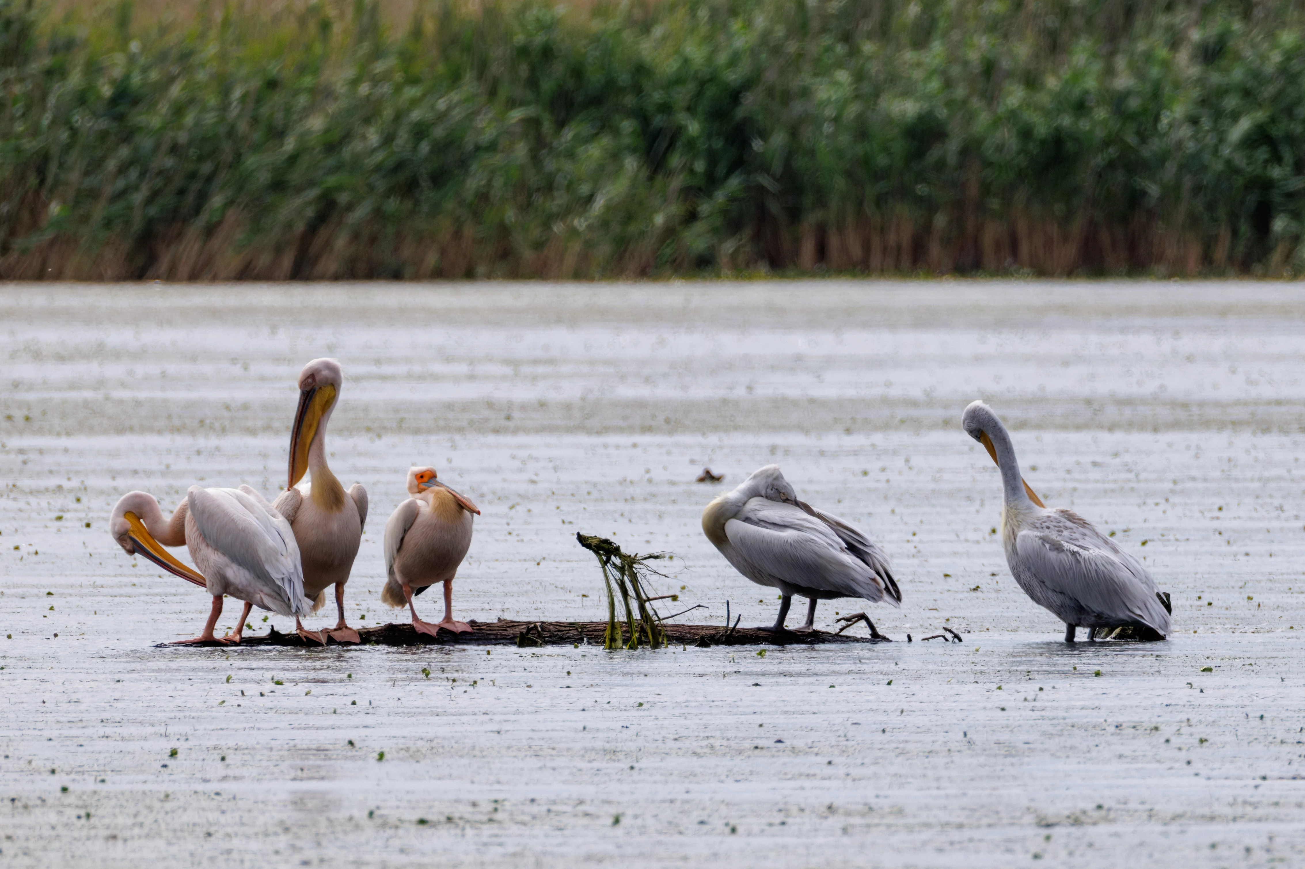 Great White Pelicans, Danube Delta, Romania — photo by Orlando Prugel-Bennett
