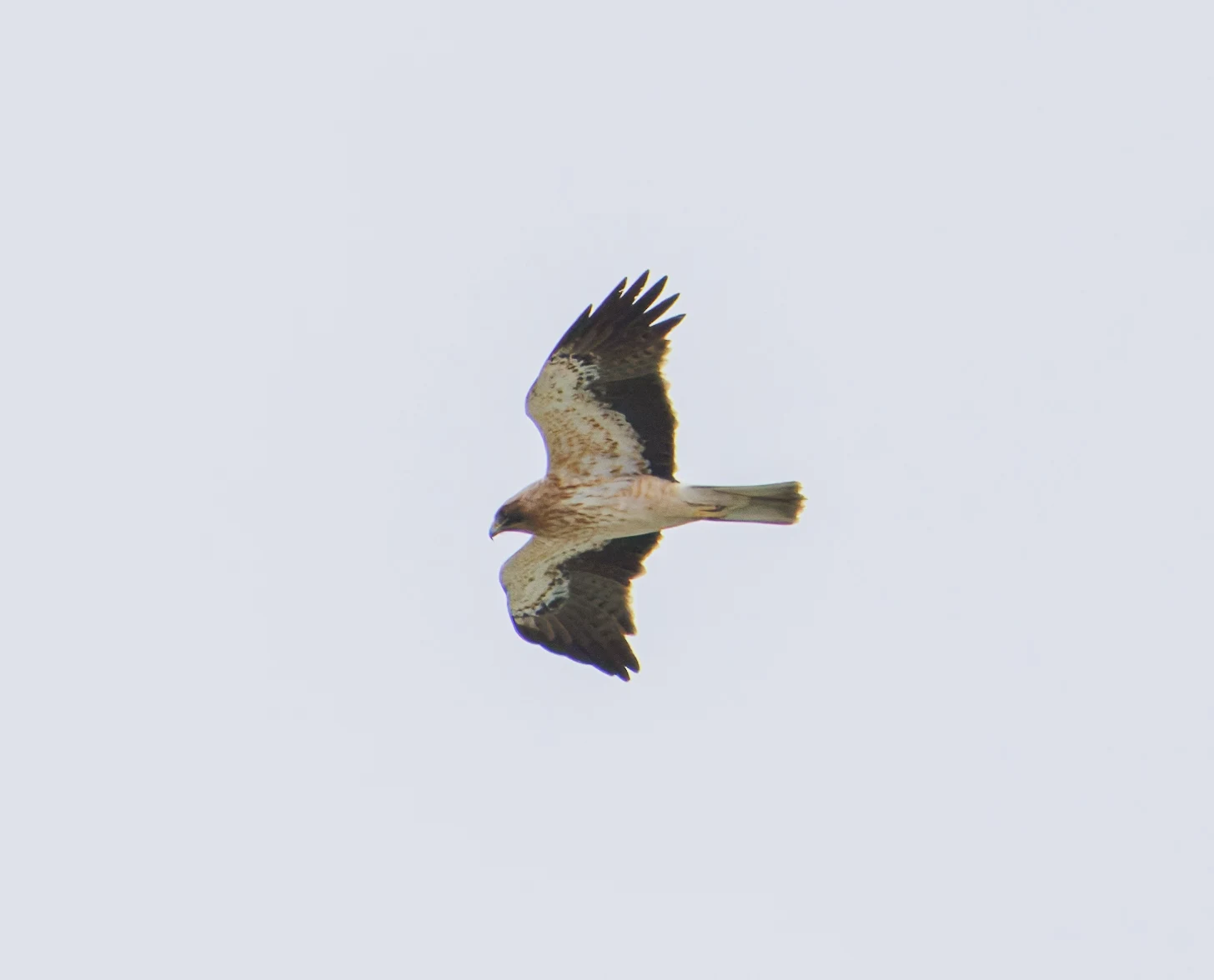 Booted Eagle, El Hondo, Spain — photo by Orlando Prugel-Bennett