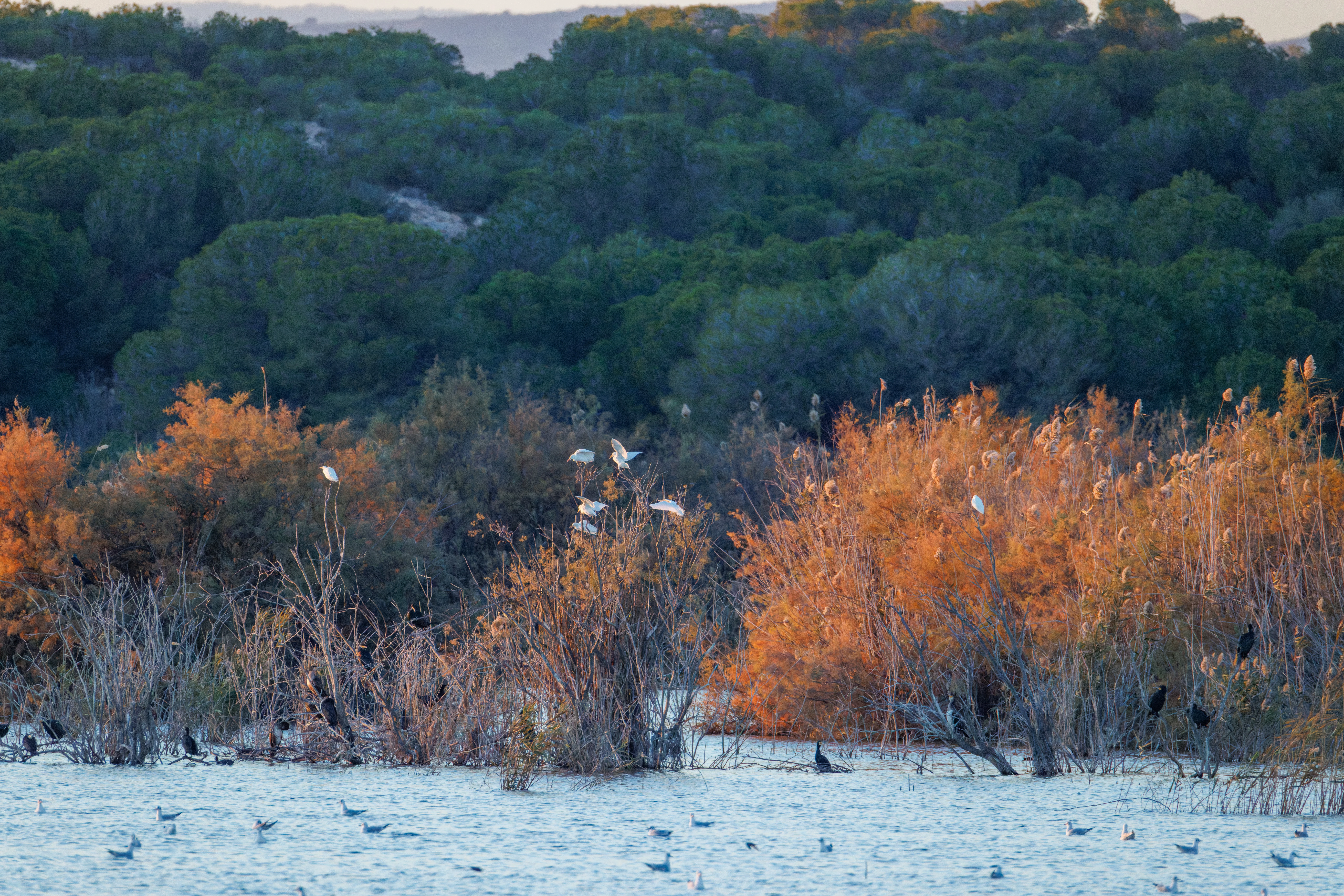 Cattle Egrets, Clot De Galvany, Alicante, Spain — photo by Orlando Prugel-Bennett