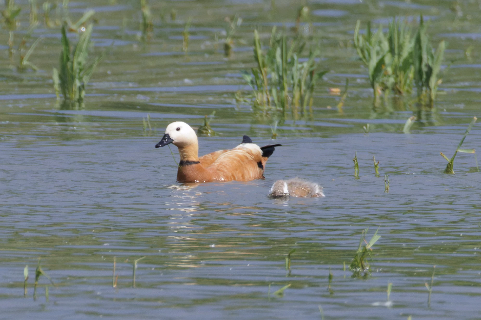 Ruddy Shelduck, Romania — photo by Orlando Prugel-Bennett