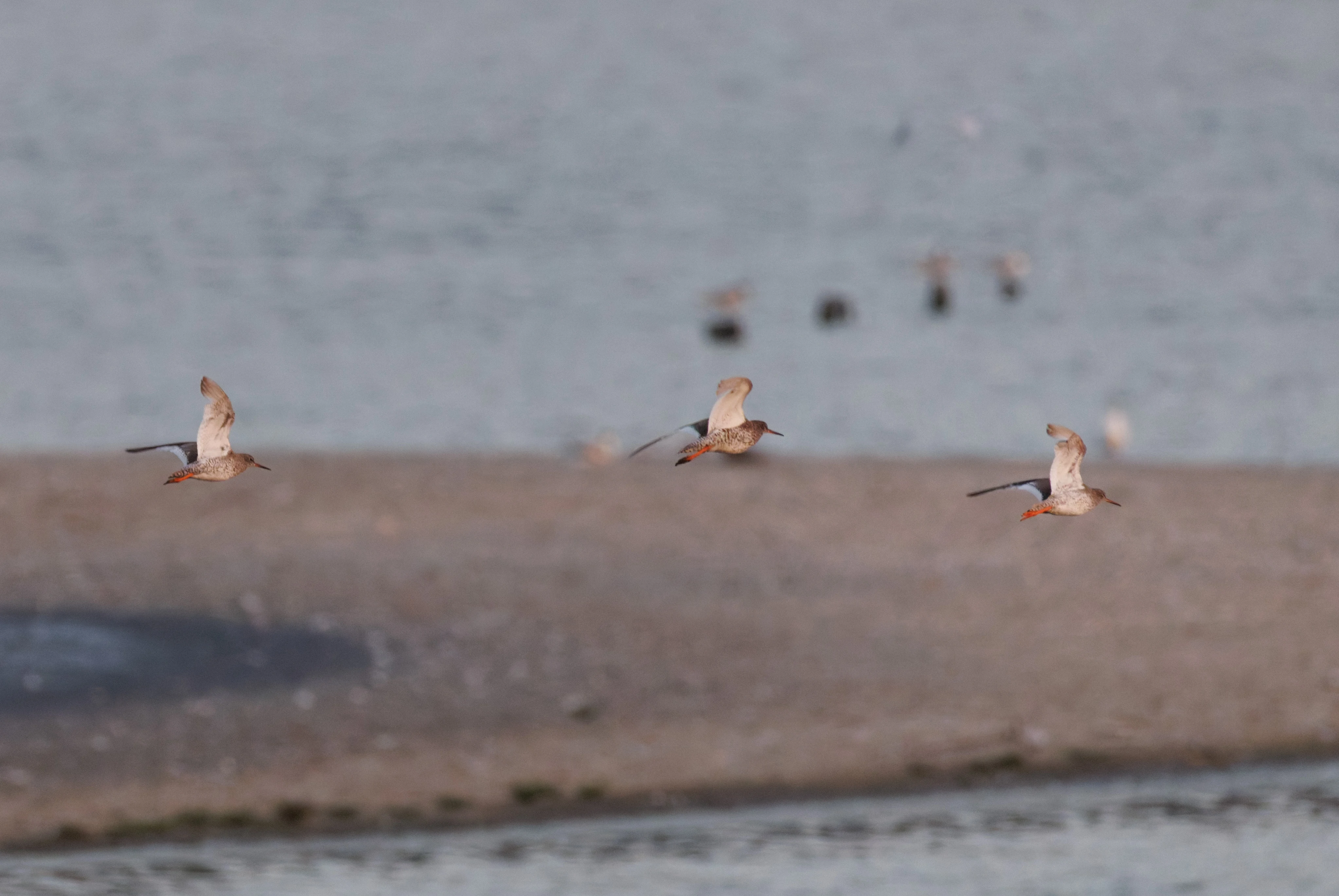 Redshank in flight, Poole Harbour, Poole, Dorset, UK — photo by Orlando Prugel-Bennett