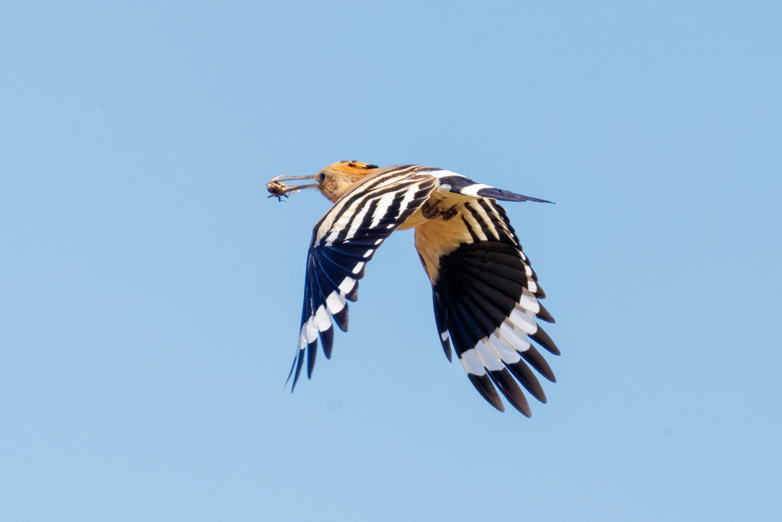 Eurasian Hoopoe in flight with insect in bill, Romanian Steppe, Romania — photo by Orlando Prugel-Bennett