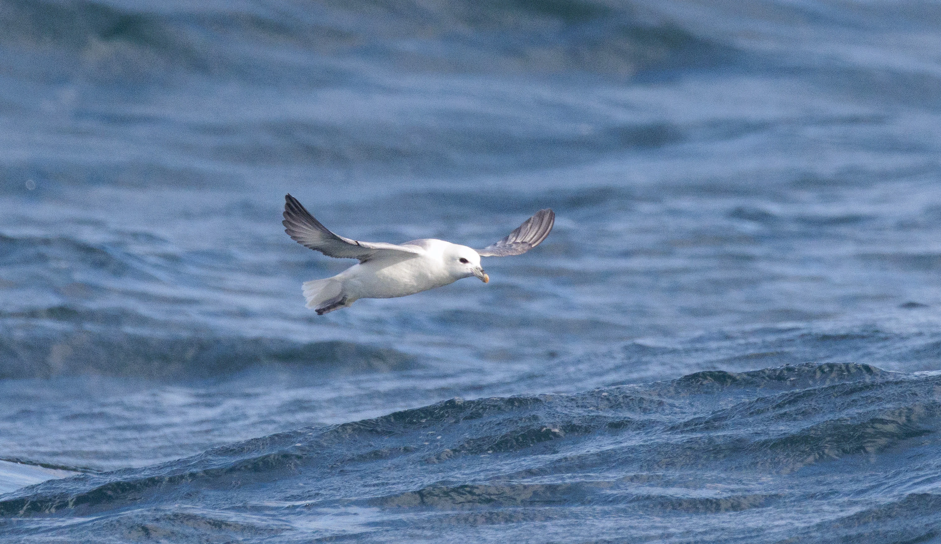Kittiwake, Cornwall, UK — photo by Orlando Prugel-Bennett
