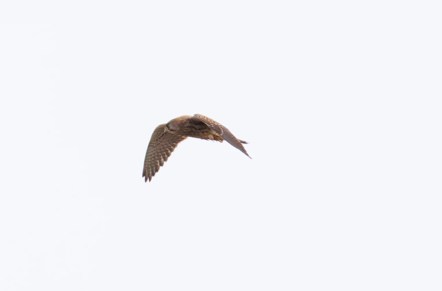 Common Kestrel, El Hondo, Spain — photo by Orlando Prugel-Bennett