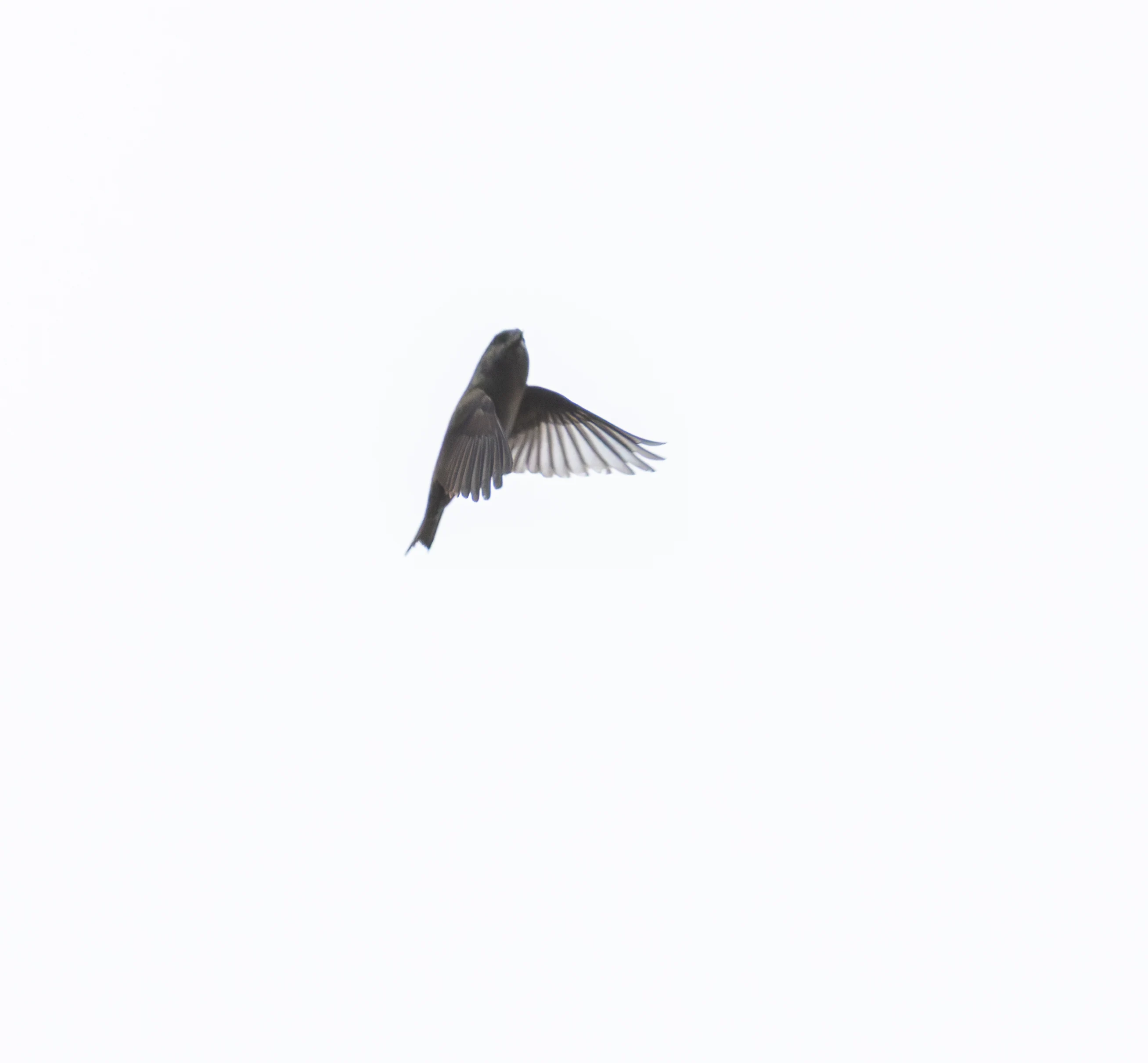 Common Crossbill in Flight, Acres Down, Hampshire, UK — photo by Orlando Prugel-Bennett