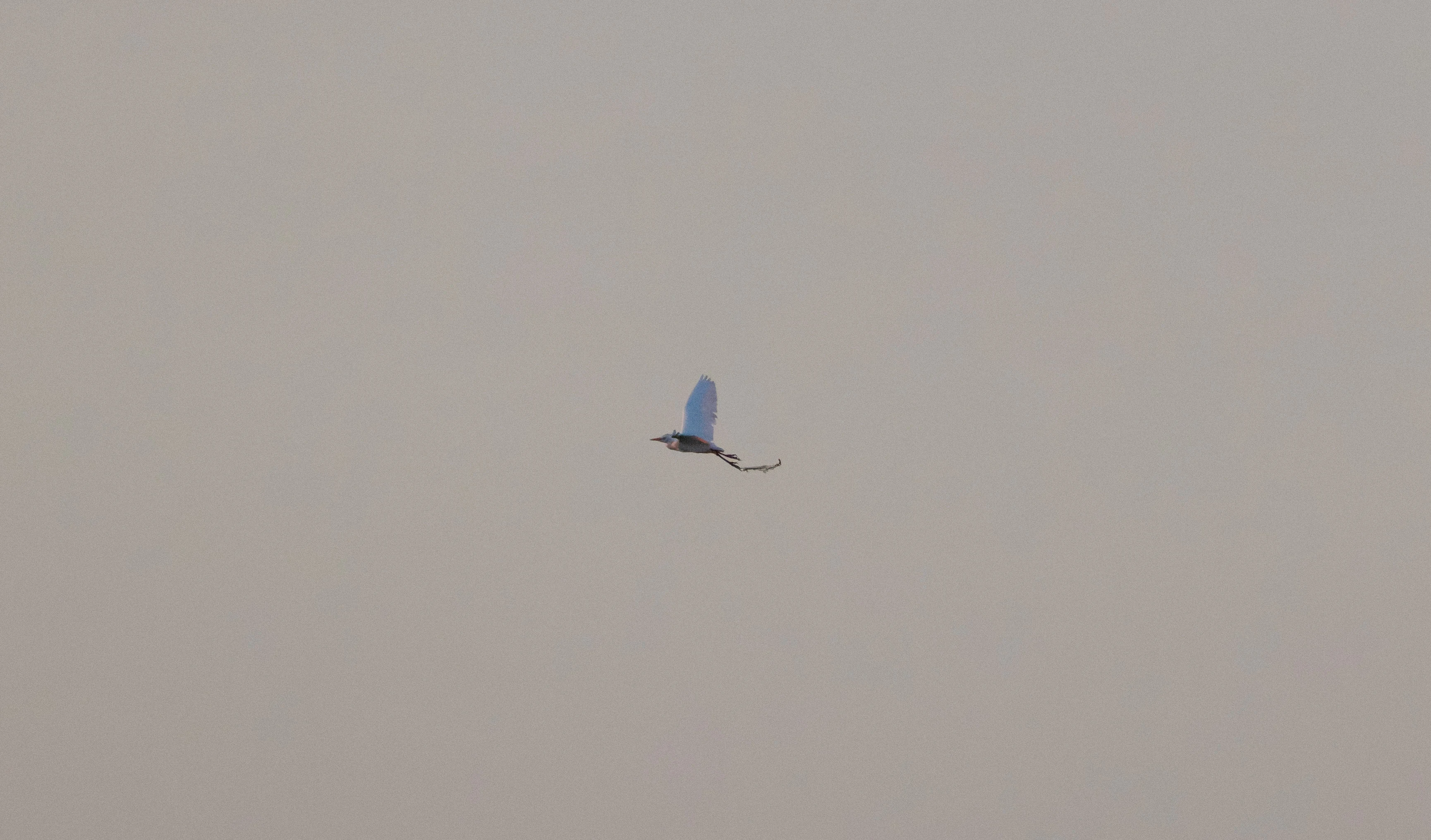 Cattle Egret, Clot De Galvany, Alicante, Spain — photo by Orlando Prugel-Bennett