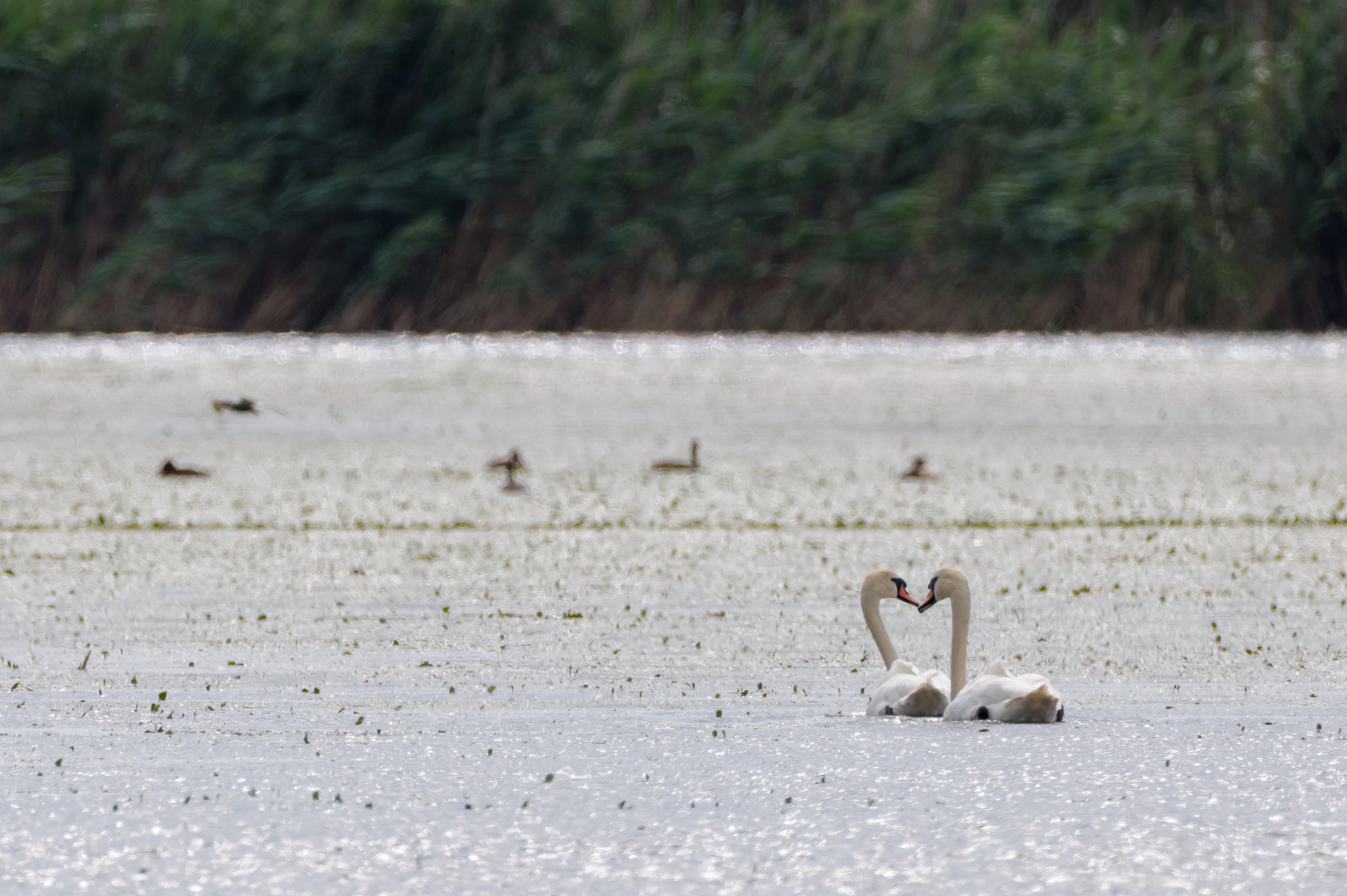 Mute Swans, Danube Delta, Romania — photo by Orlando Prugel-Bennett