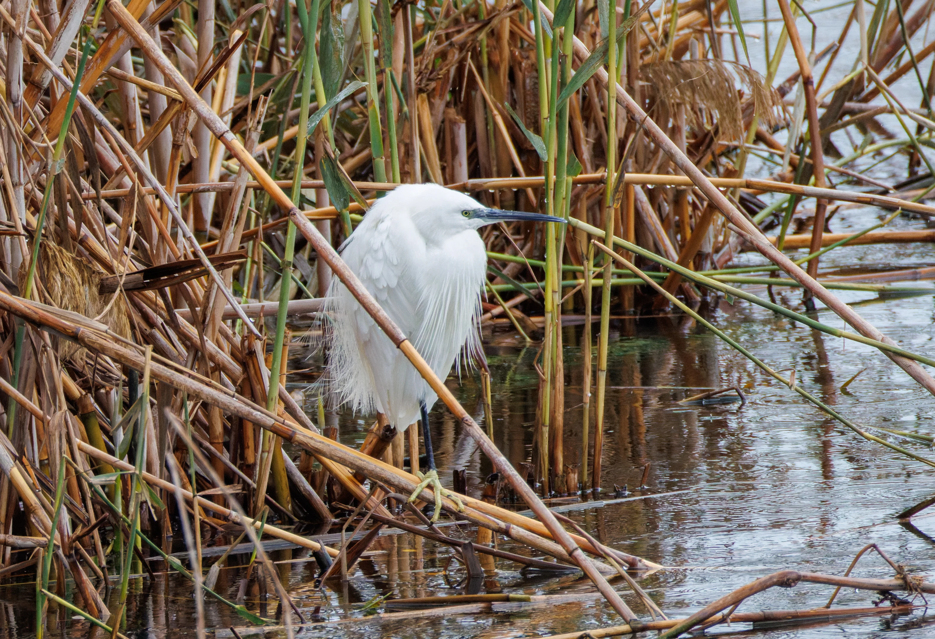 Little Egret, Clot de Galvany, Alicante, Spain — photo by Orlando Prugel-Bennett