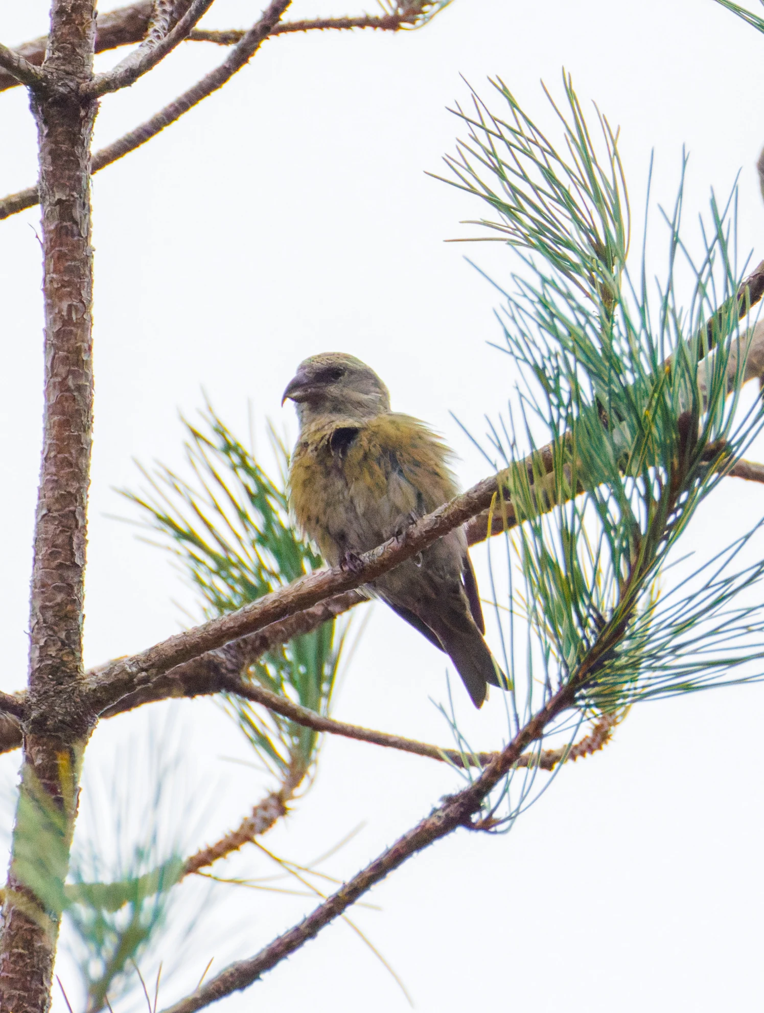 Common Crossbill, Acres Down, Hampshire, UK — photo by Orlando Prugel-Bennett