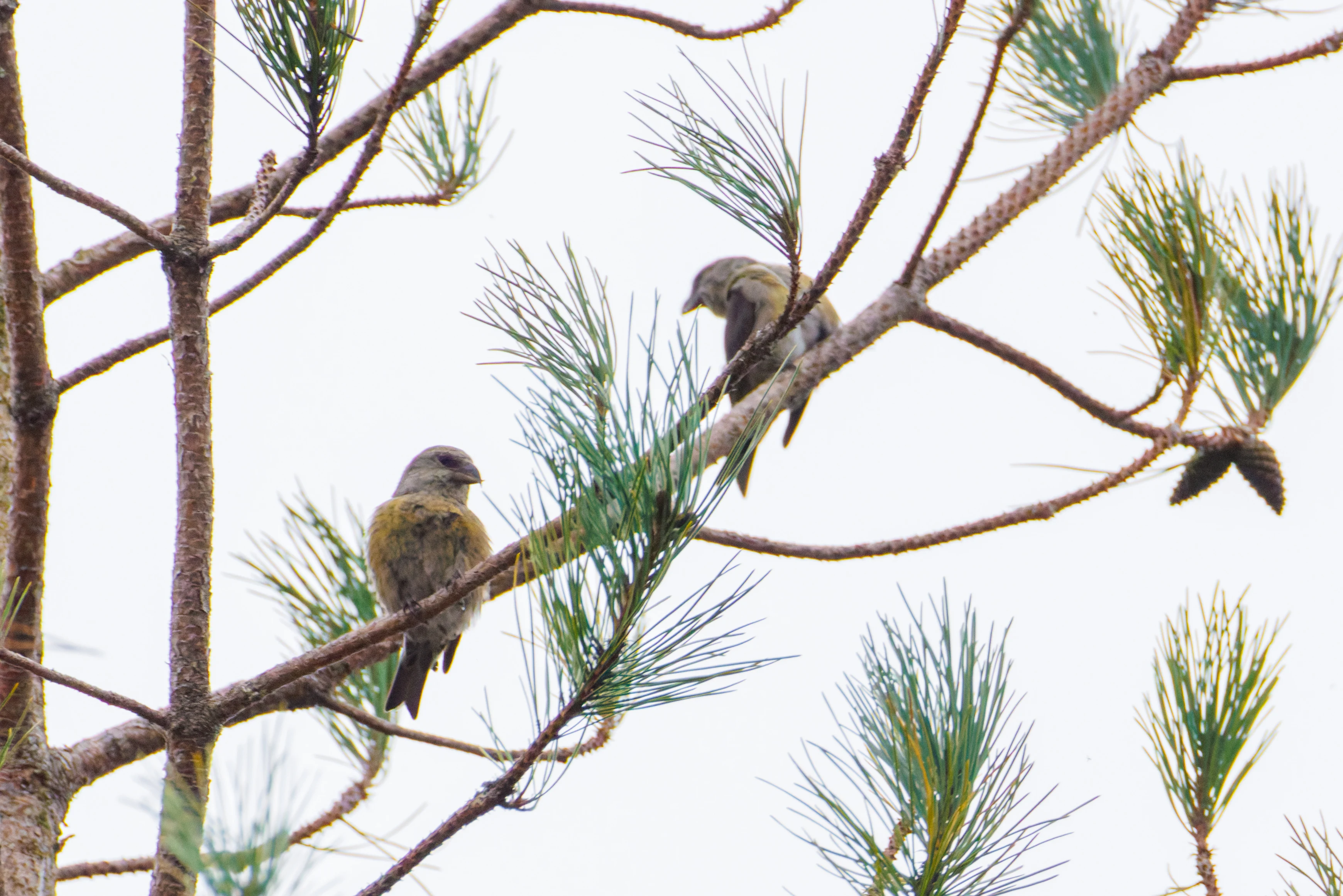 Common Crossbills, Acres Down, Hampshire, UK — photo by Orlando Prugel-Bennett