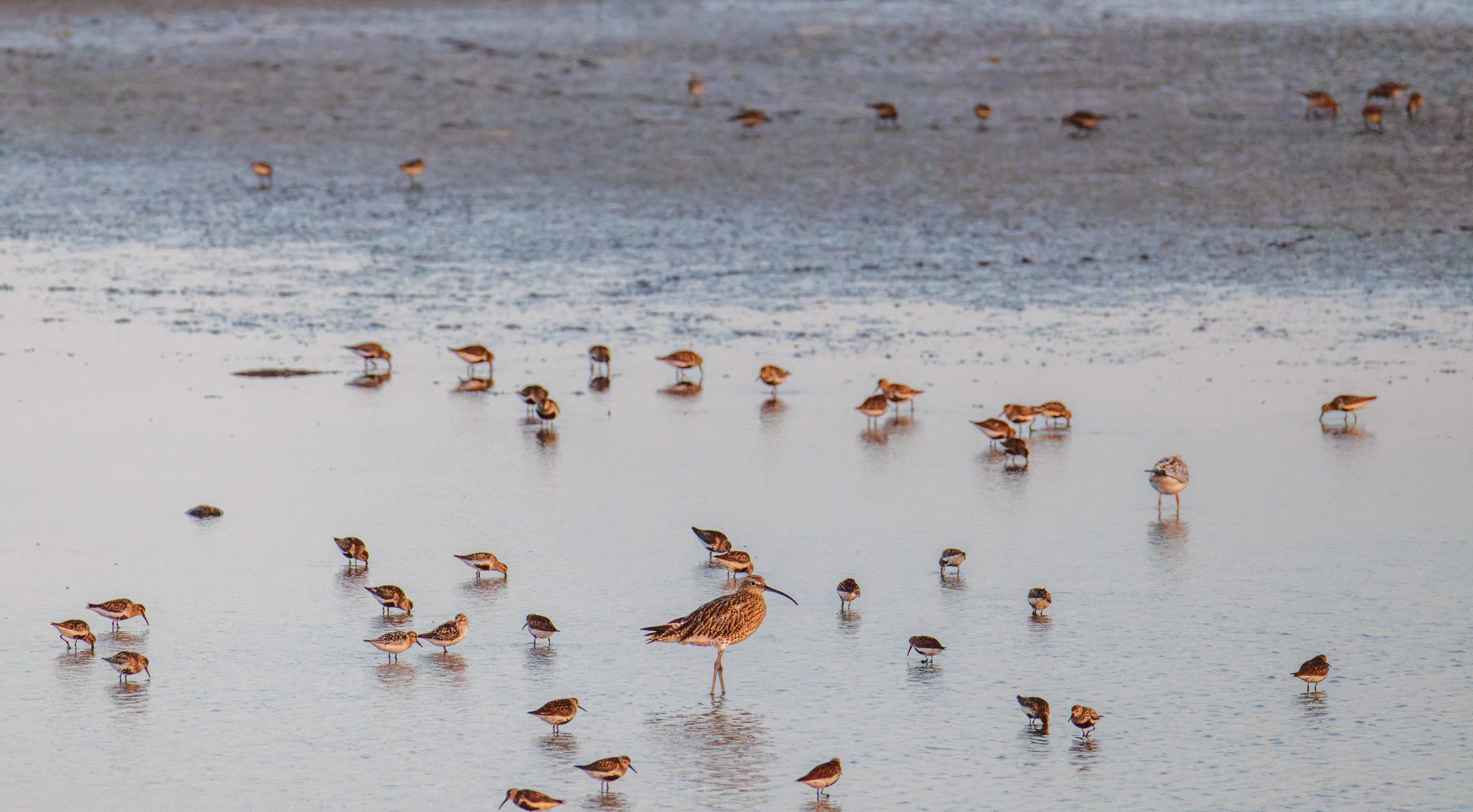 Curlew and Dunlins, Poole Harbour, Poole, Dorset, UK — photo by Orlando Prugel-Bennett