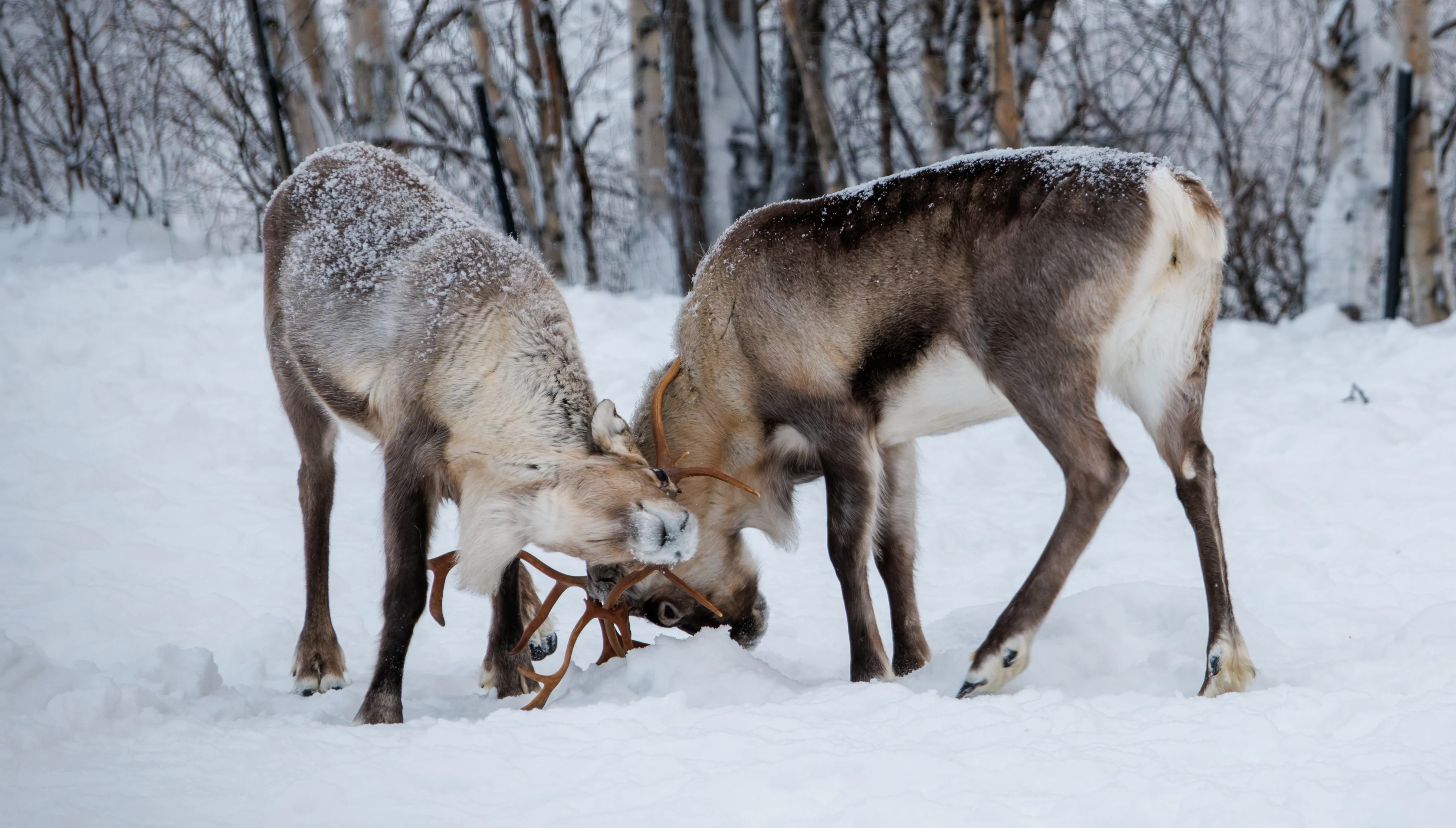 Reindeers, Ÿllas, Finland — photo by Orlando Prugel-Bennett