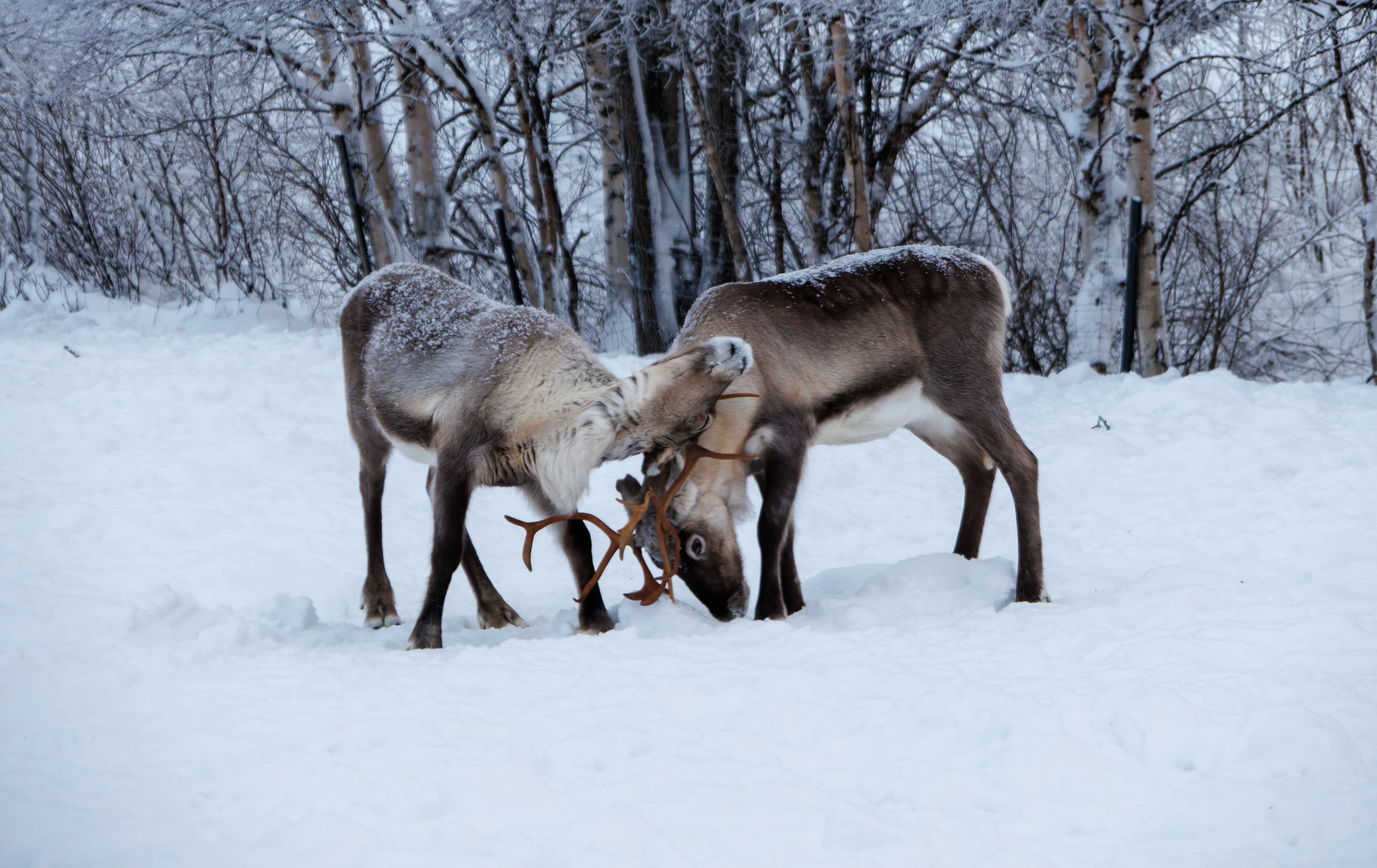 Reindeers, Ÿllas, Finland — photo by Orlando Prugel-Bennett