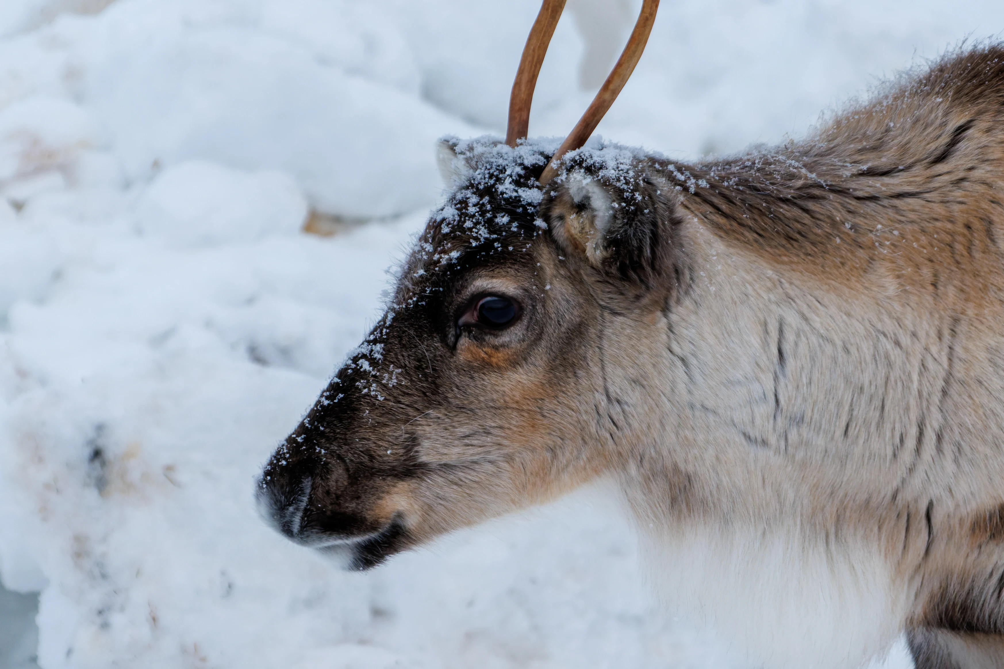 Reindeer, Ÿllas, Finland — photo by Orlando Prugel-Bennett