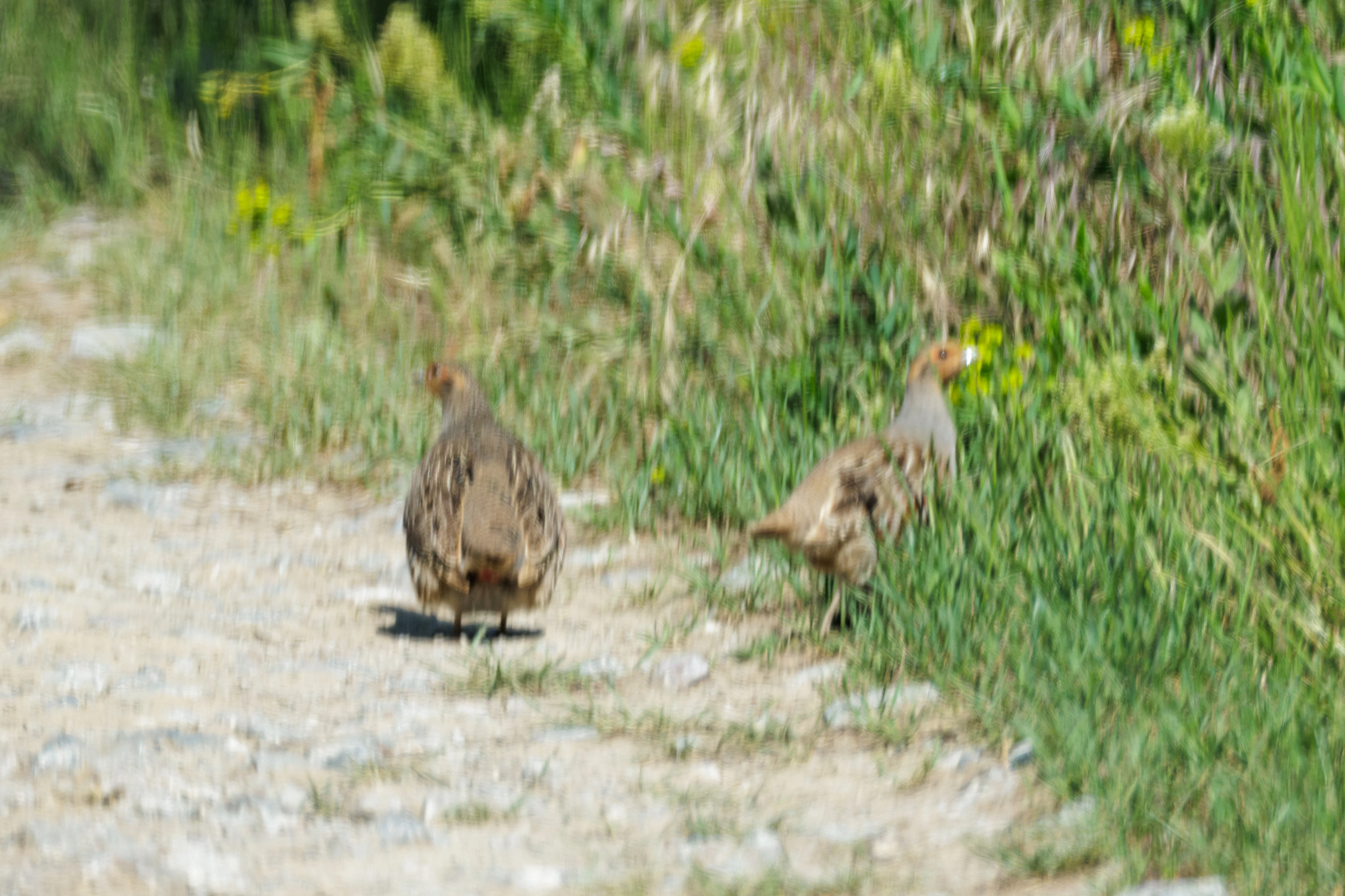 Grey Partridge, Romanian Steppe, Romania — photo by Orlando Prugel-Bennett