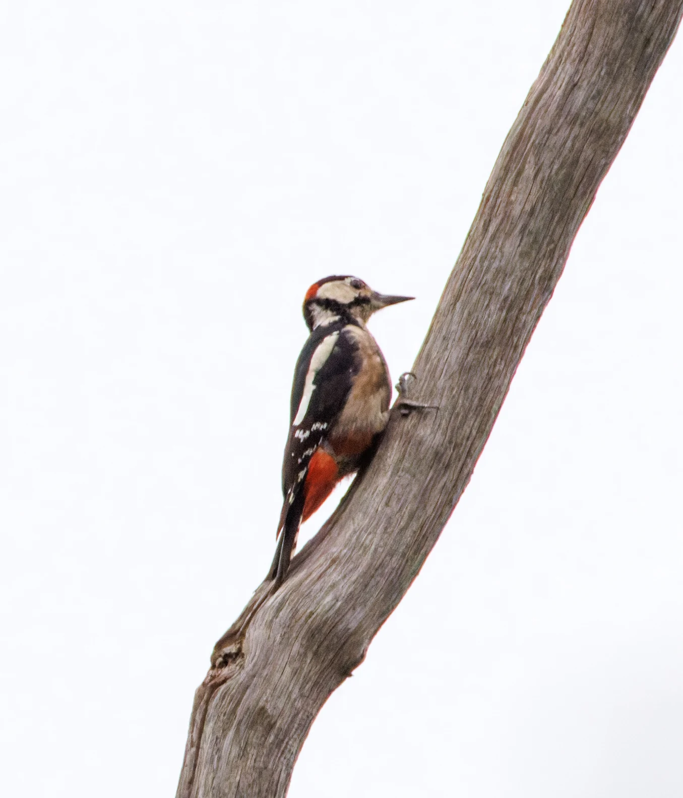 Great Spotted Woodpecker, Acres Down, Hampshire, UK — photo by Orlando Prugel-Bennett
