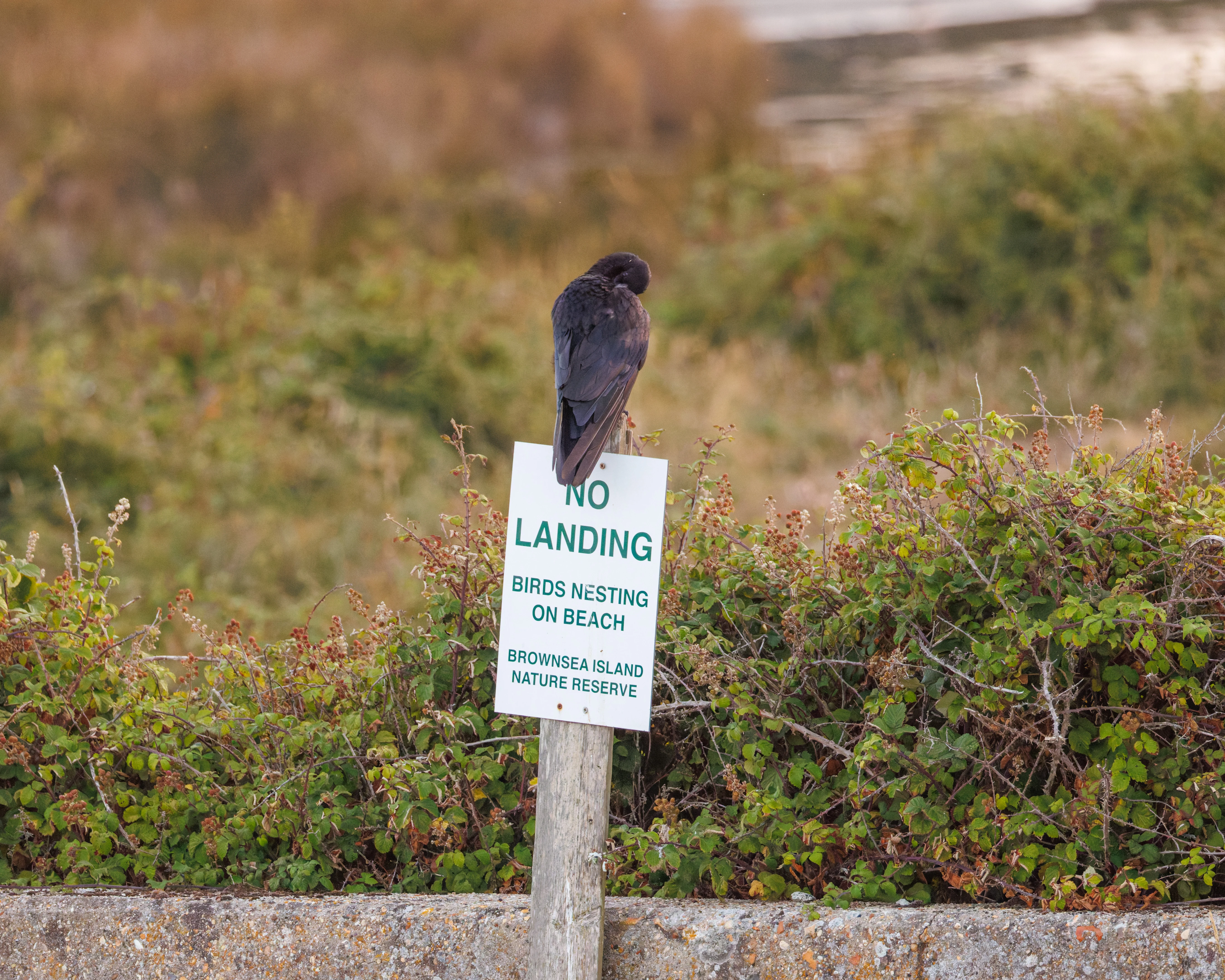 Carrion Crow, Poole Harbour, Poole, Dorset, UK — photo by Orlando Prugel-Bennett