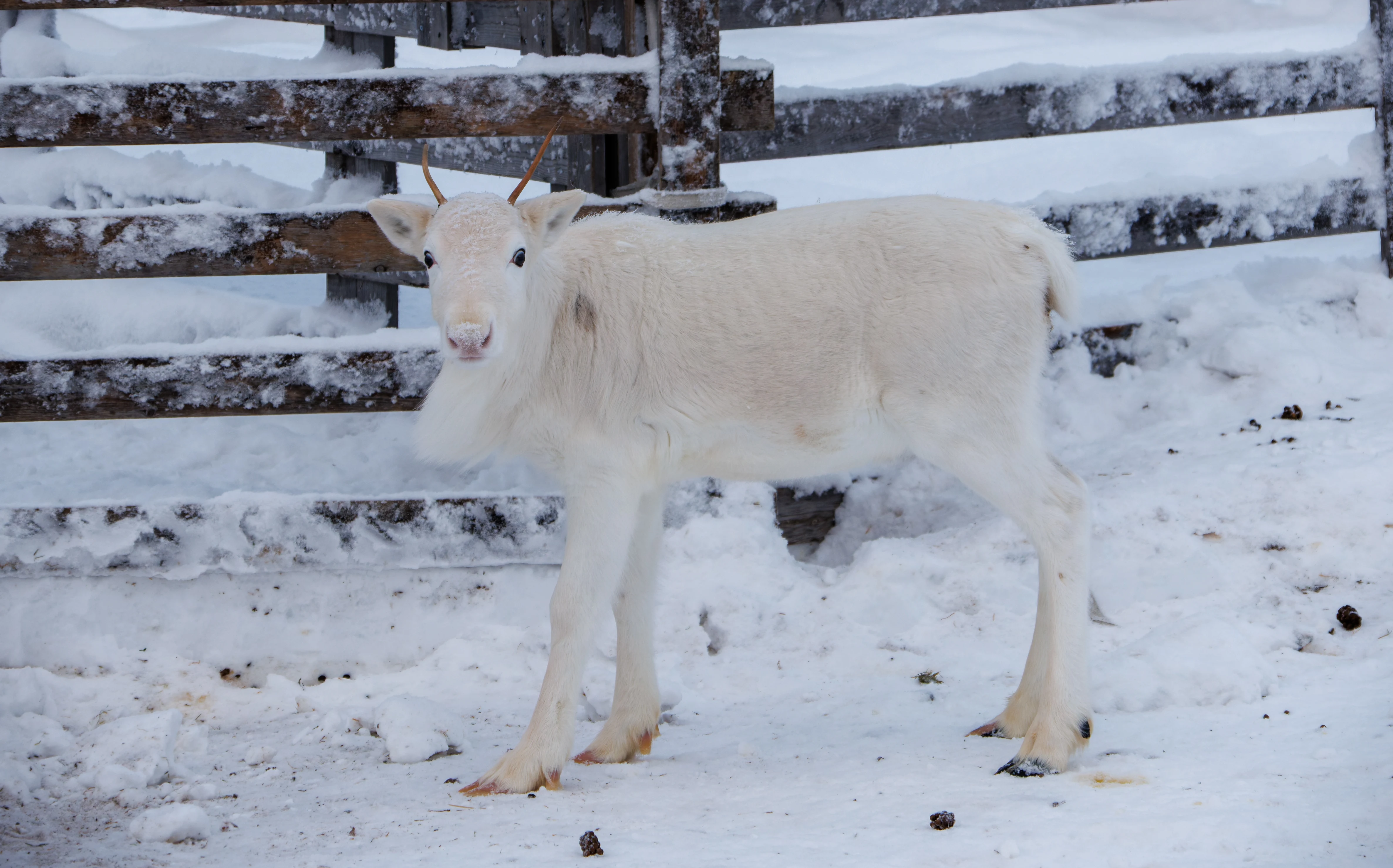 Reindeer, Ÿllas, Finland — photo by Orlando Prugel-Bennett