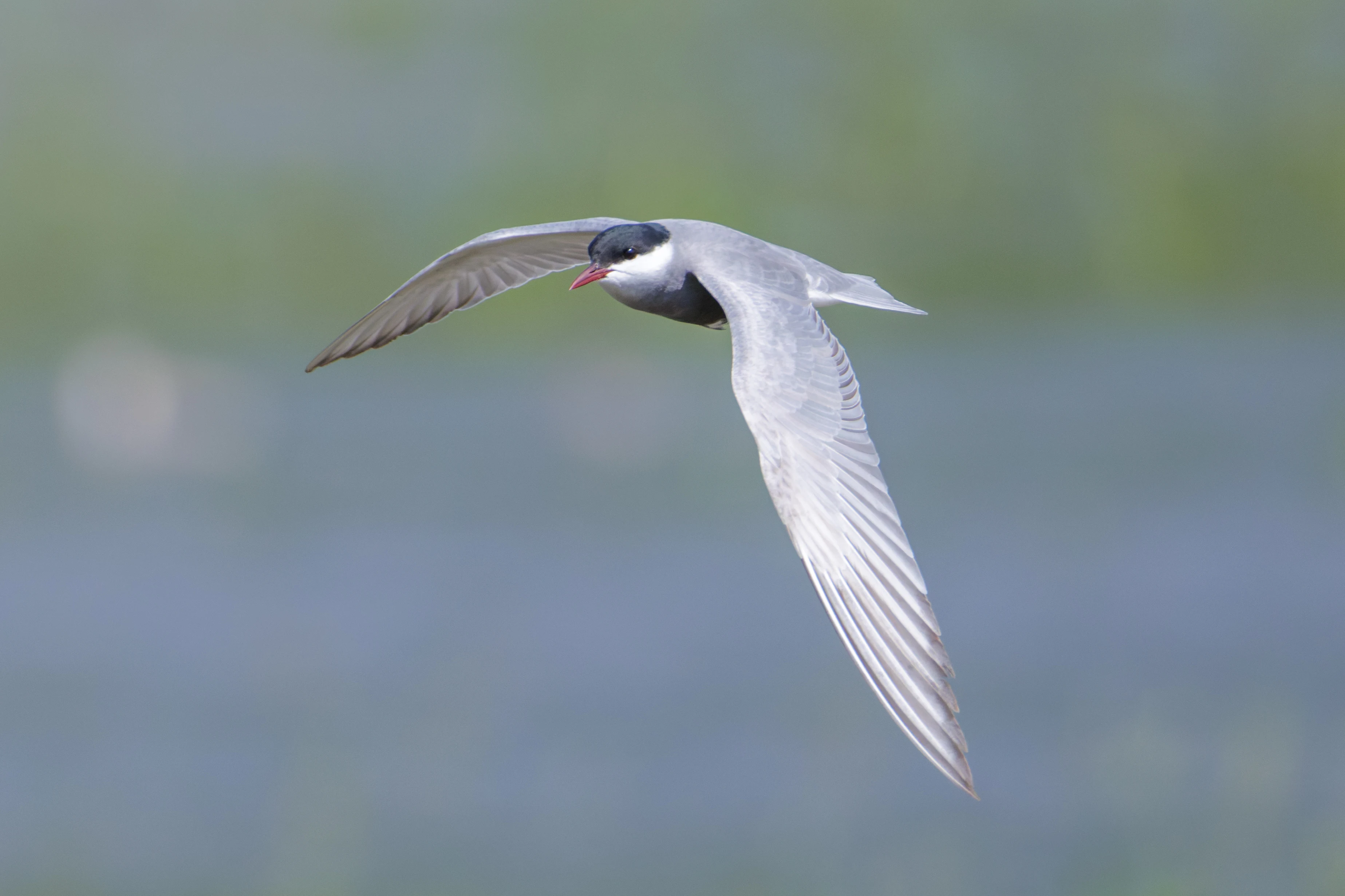 Whiskered Tern, Romania — photo by Orlando Prugel-Bennett