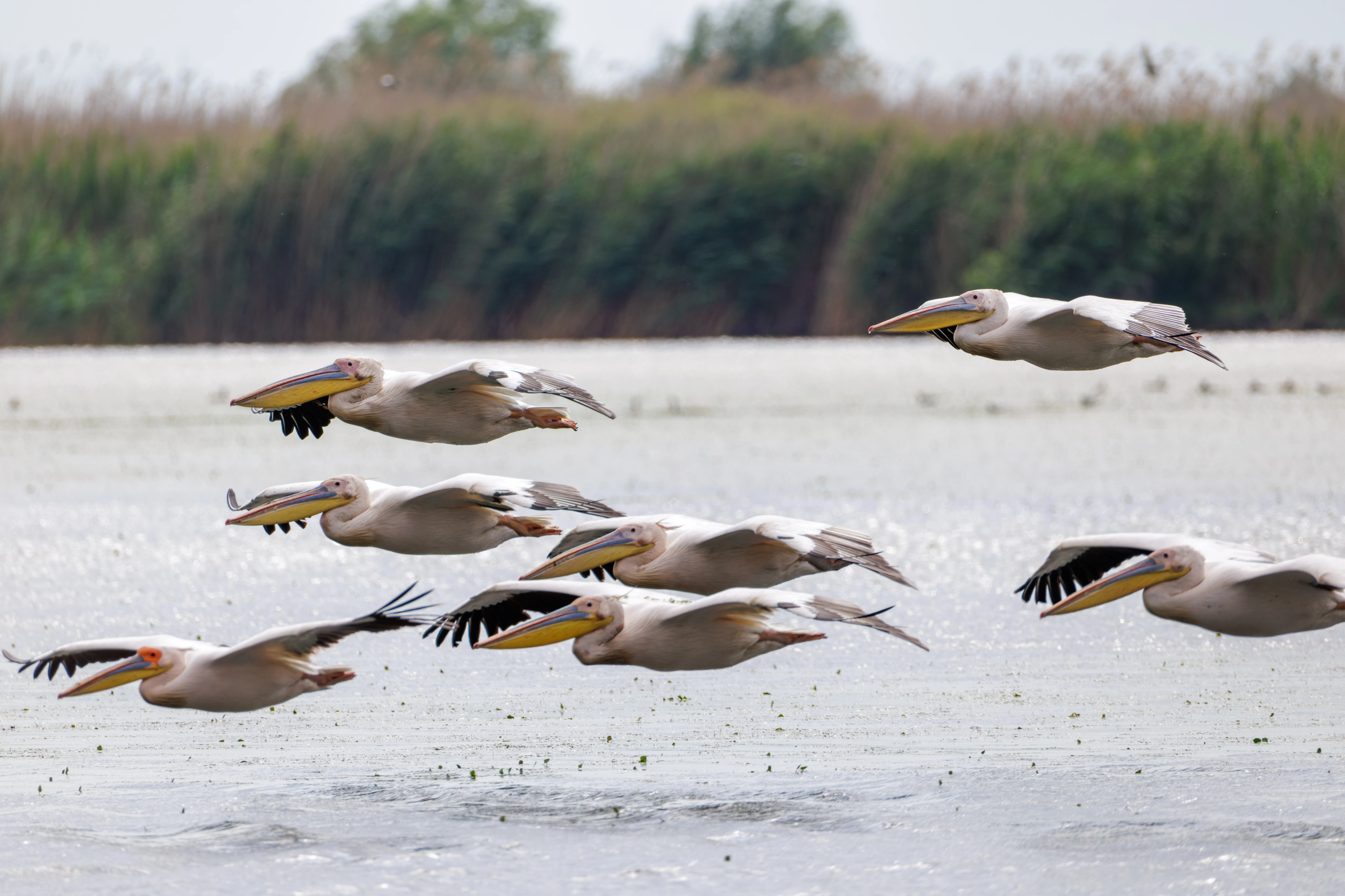 Great White Pelicans, Danube Delta, Romania — photo by Orlando Prugel-Bennett