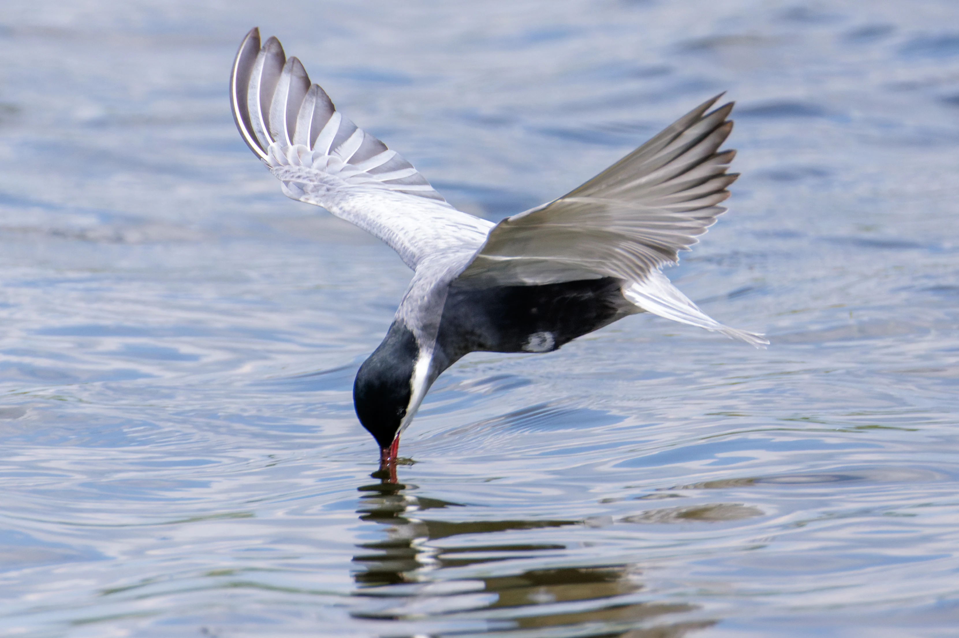 Whiskered Tern, Romania — photo by Orlando Prugel-Bennett