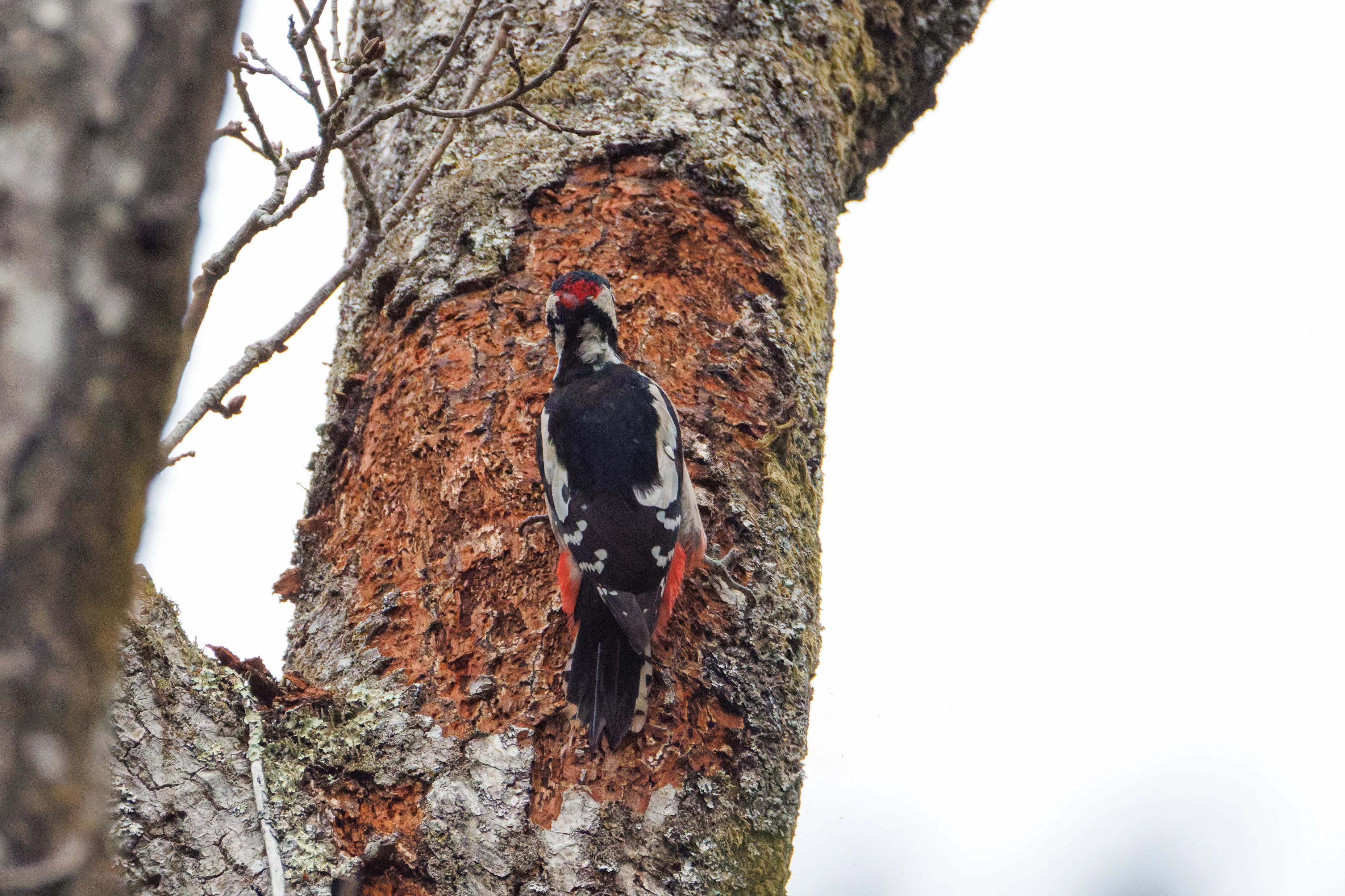 Great Spotted Woodpecker, Acres Down, Hampshire, UK — photo by Orlando Prugel-Bennett