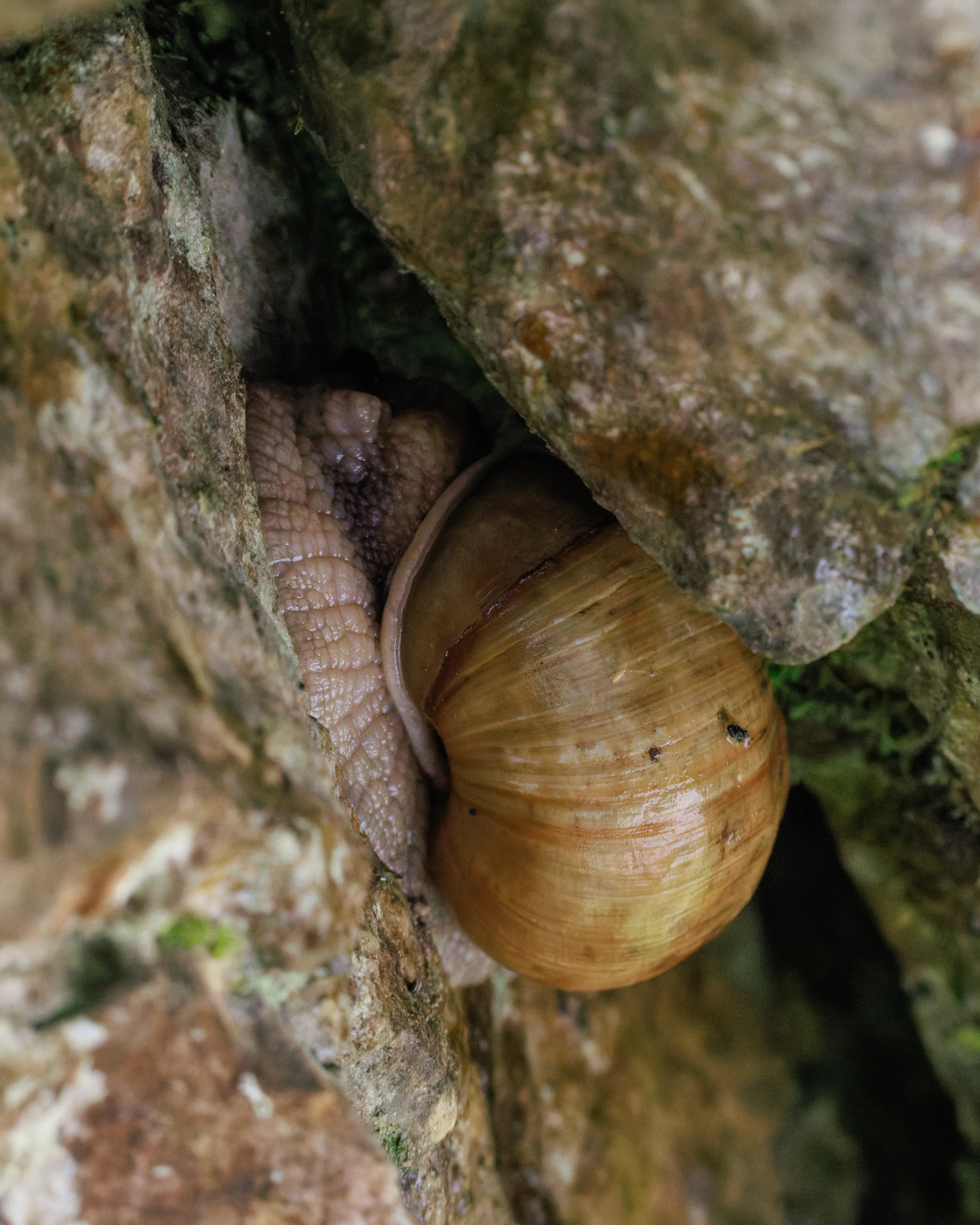 Roman Snail, Transylvania, Romania — photo by Orlando Prugel-Bennett