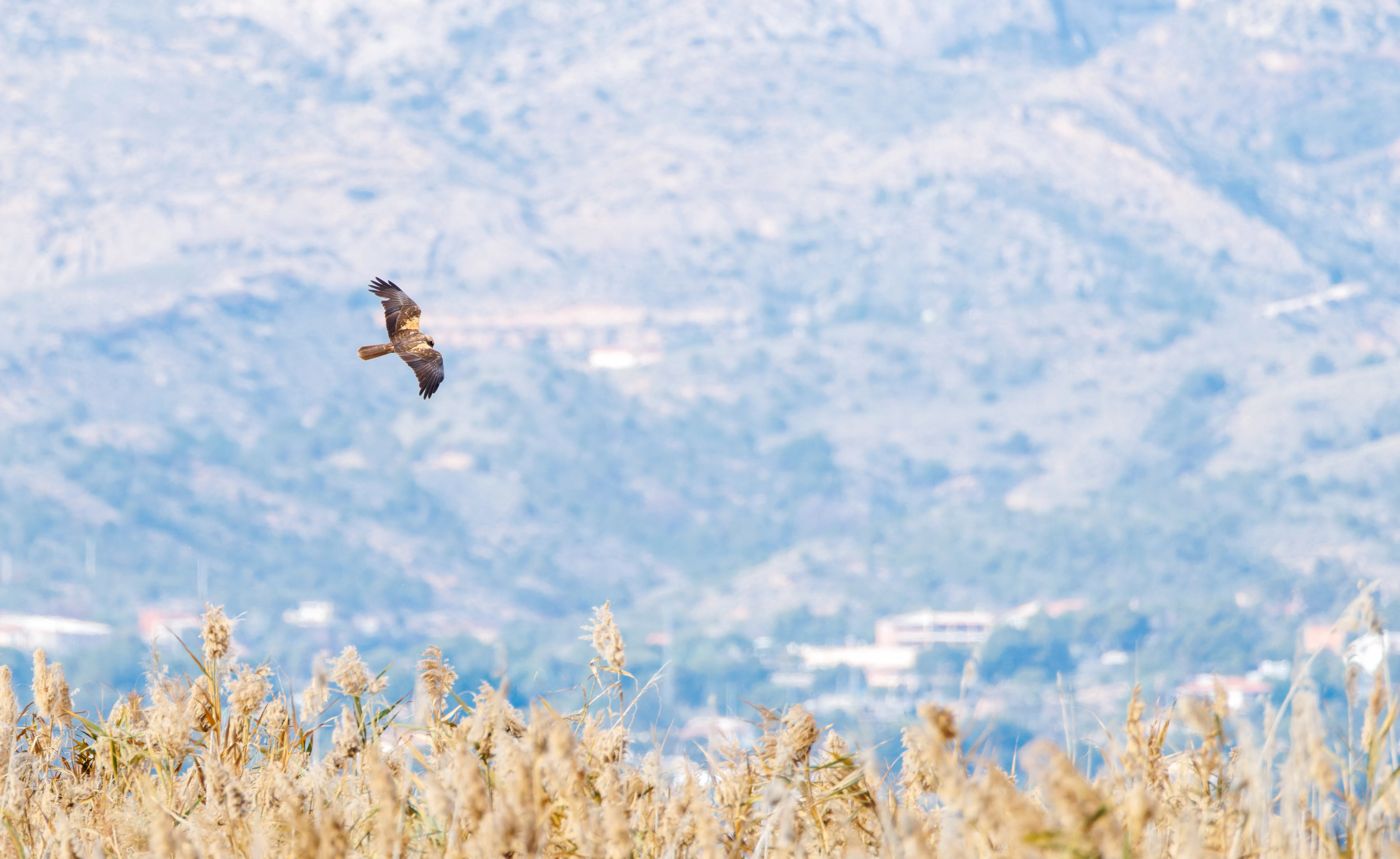 Western Marsh Harrier, El Hondo, Spain — photo by Orlando Prugel-Bennett