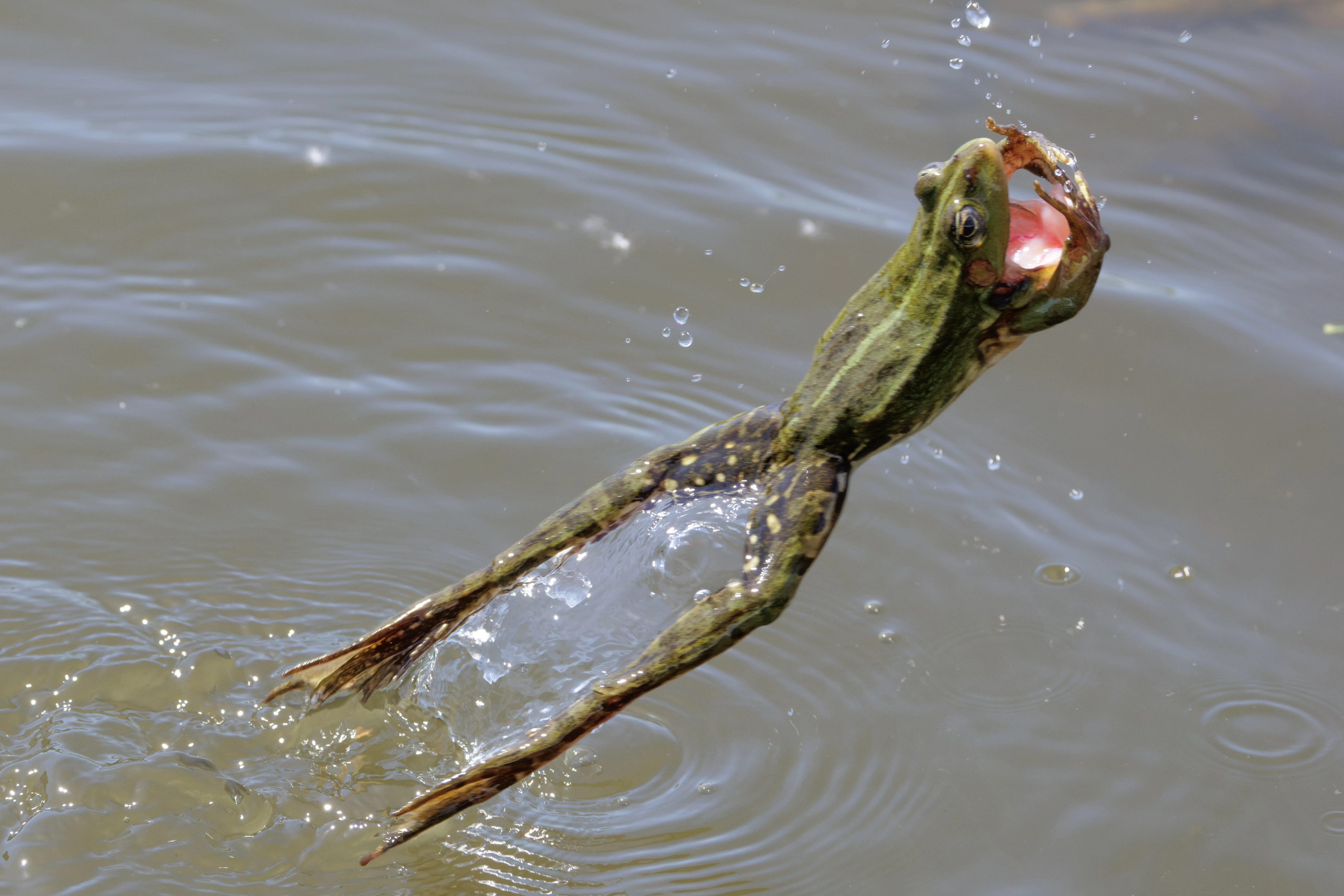 Frog, Danube Delta, Romania — photo by Orlando Prugel-Bennett