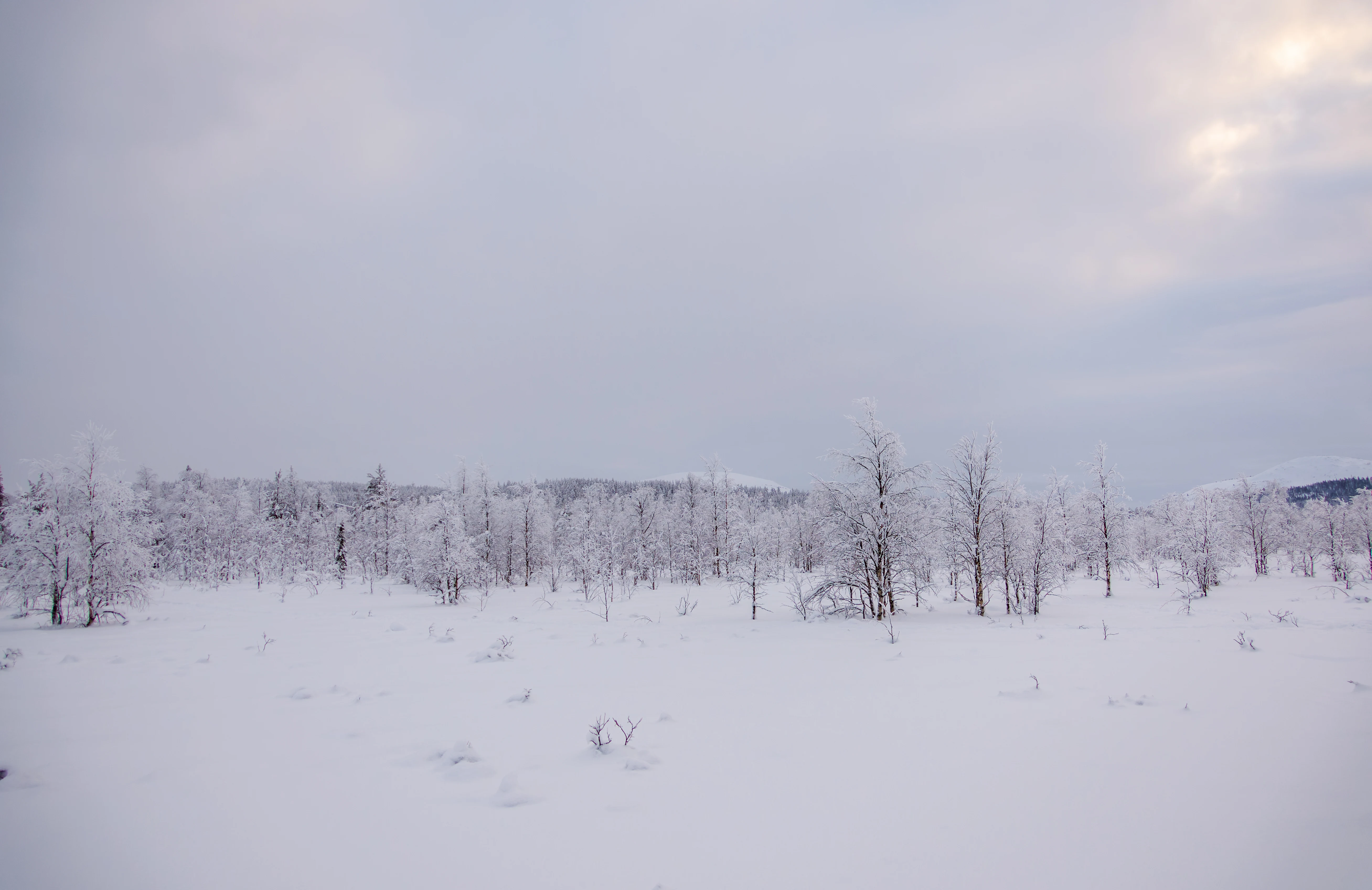 Trees, Ÿllas, Finland — photo by Orlando Prugel-Bennett