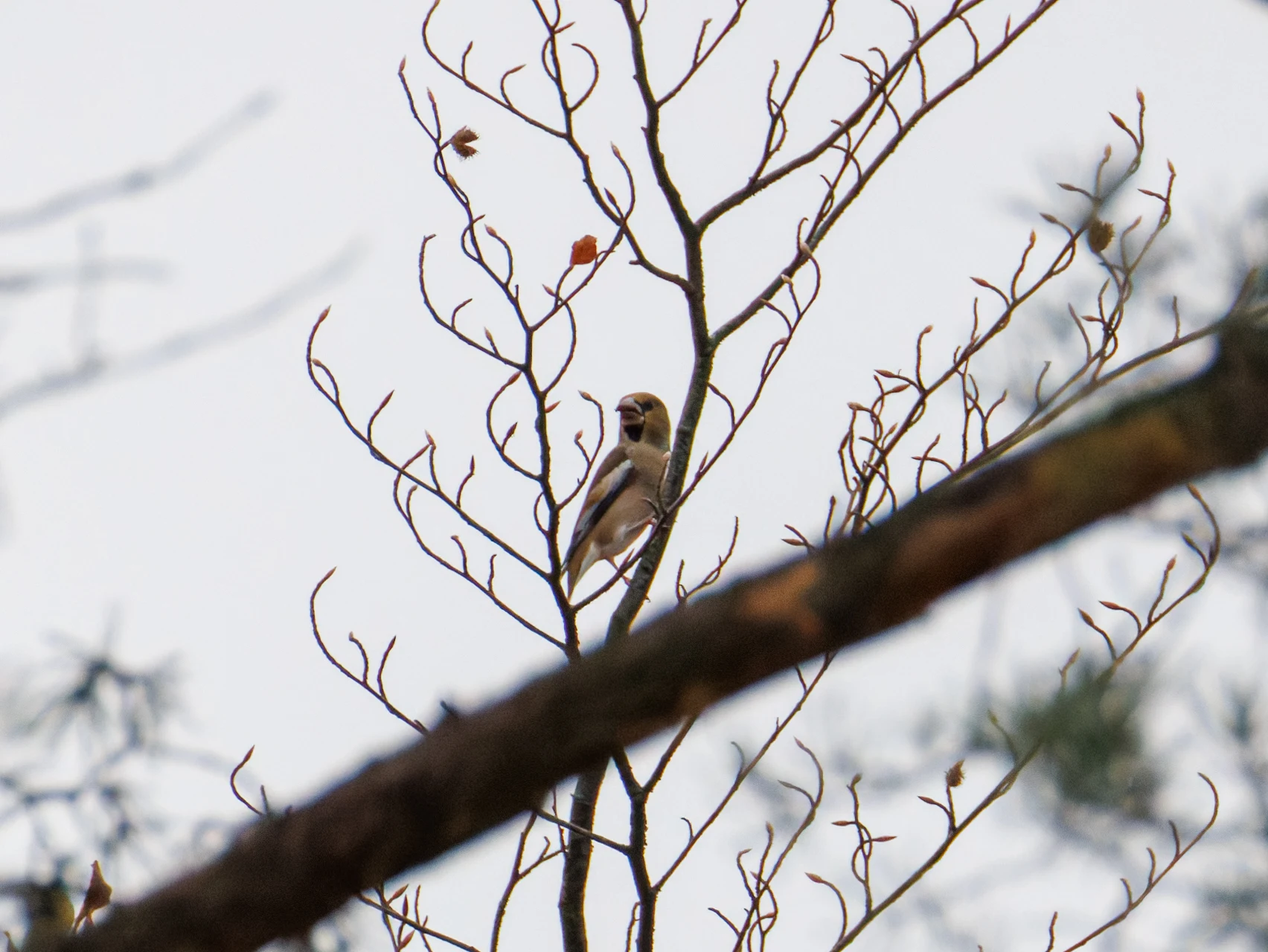 Hawfinch, Acres Down, Hampshire, UK — photo by Orlando Prugel-Bennett