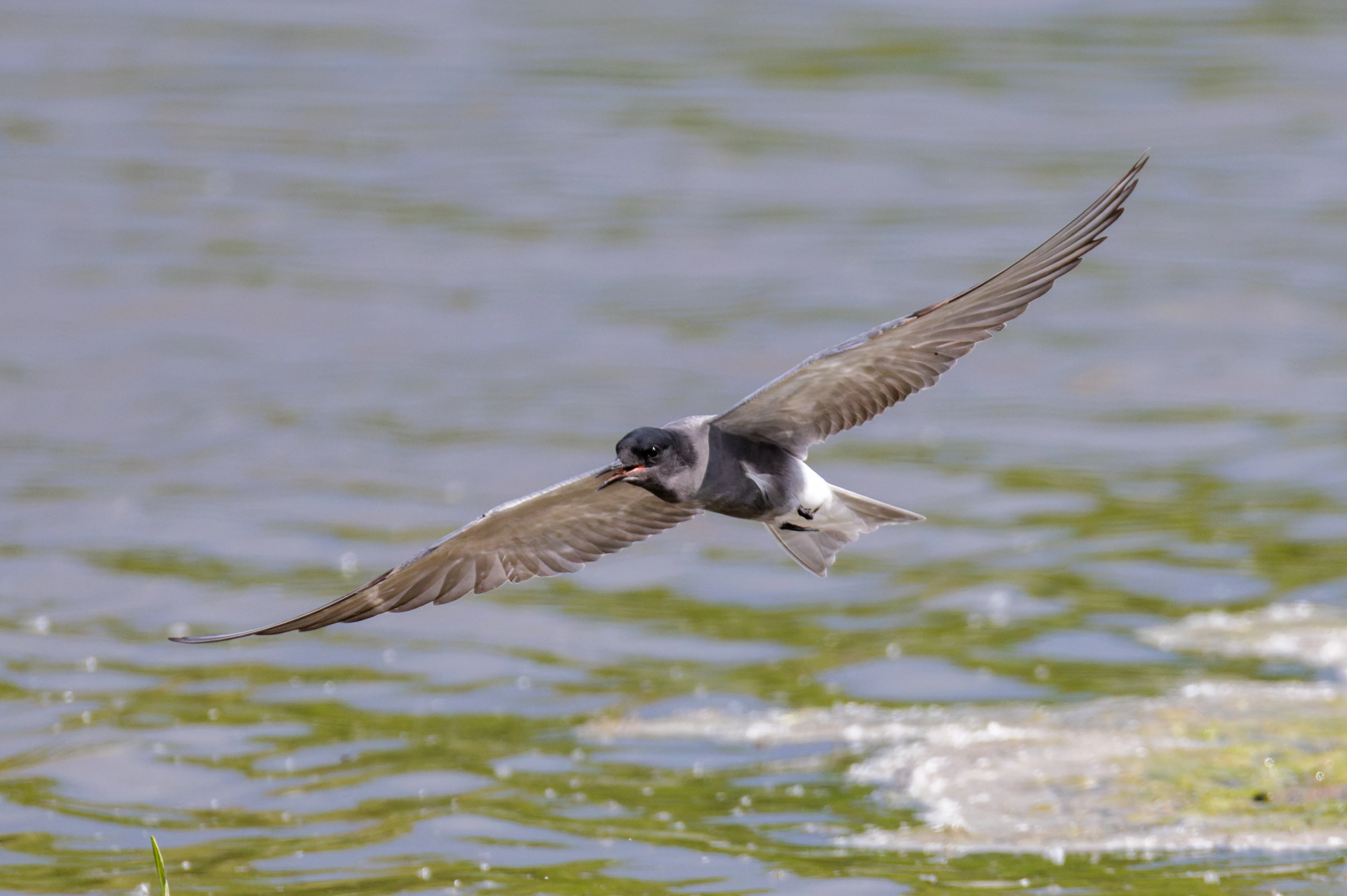 Black Tern, Romania — photo by Orlando Prugel-Bennett