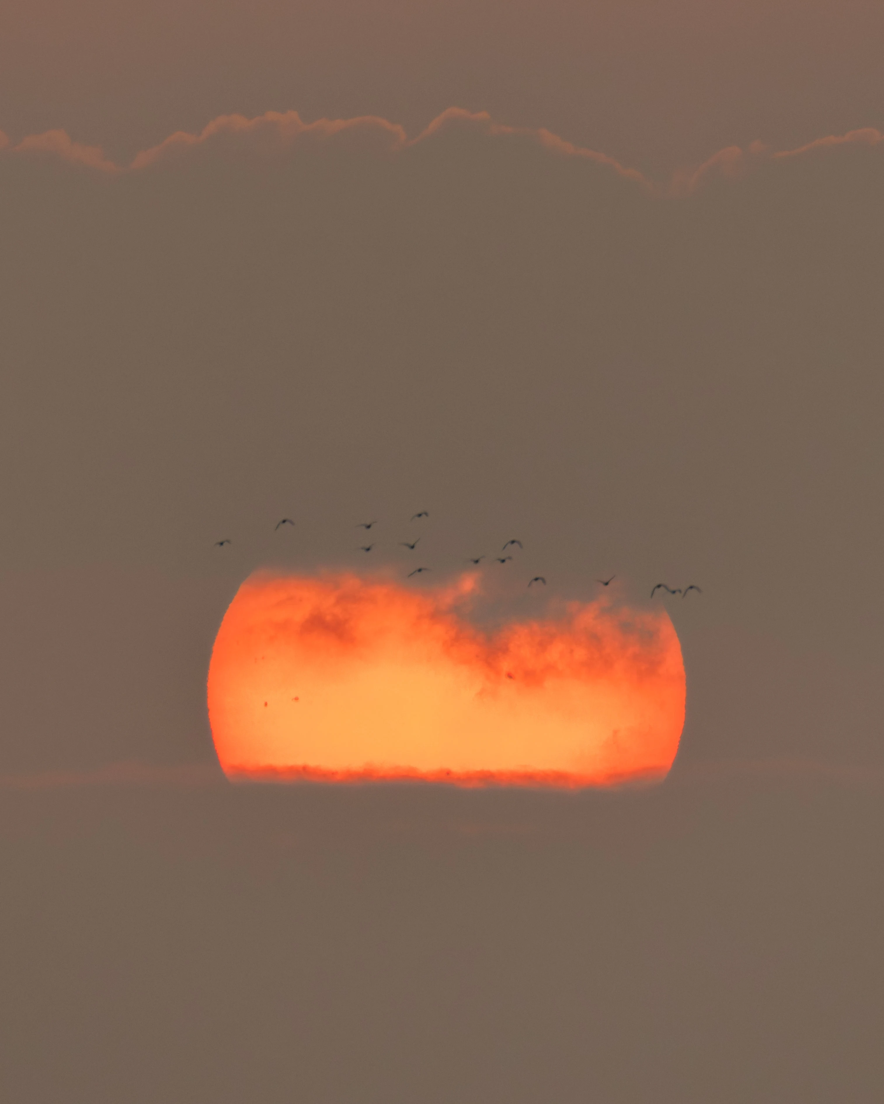 Flock of birds flying at sunset, Poole Harbour, Poole, Dorset, UK — photo by Orlando Prugel-Bennett