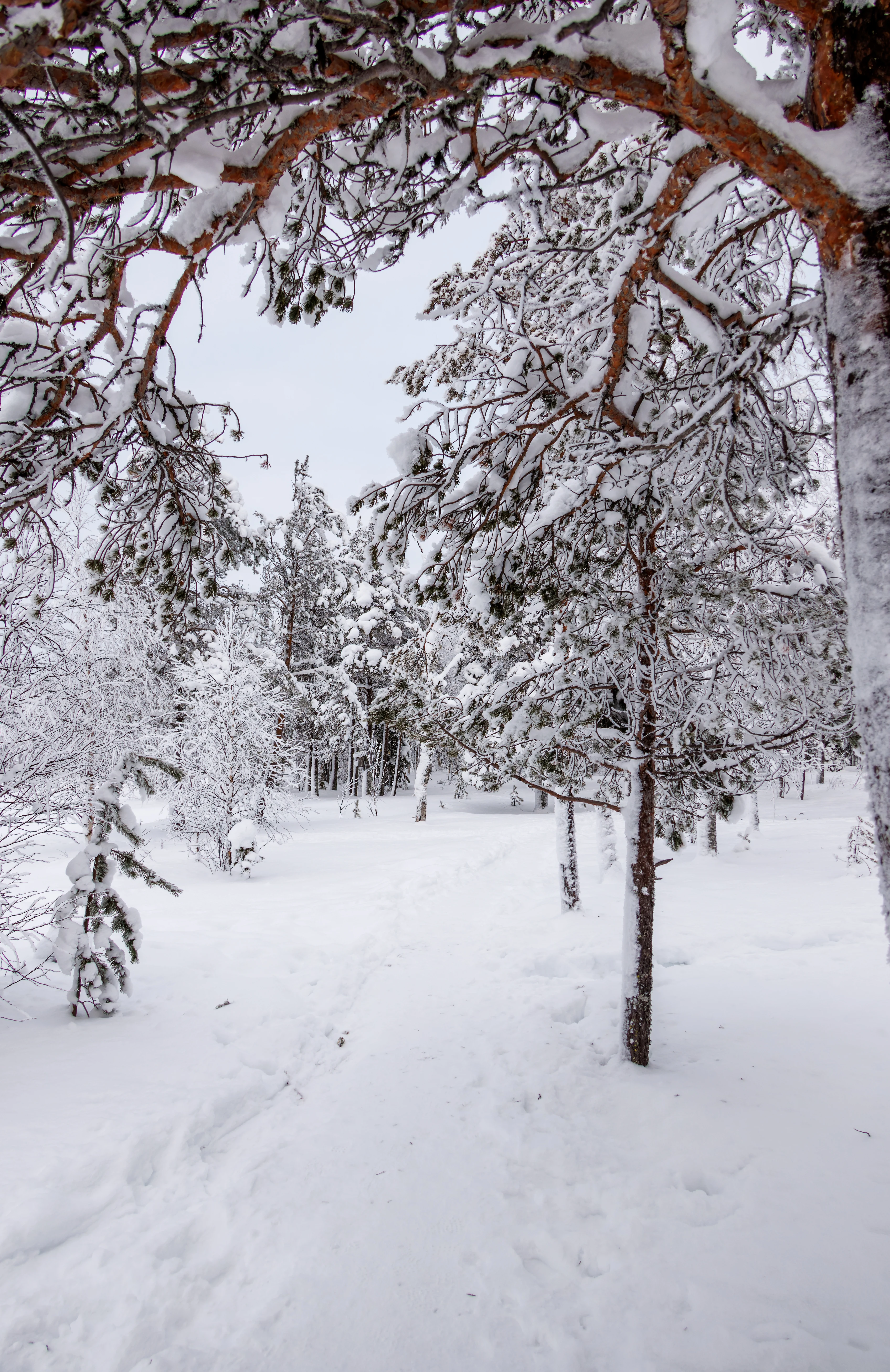 Forest, Ÿllas, Finland — photo by Orlando Prugel-Bennett