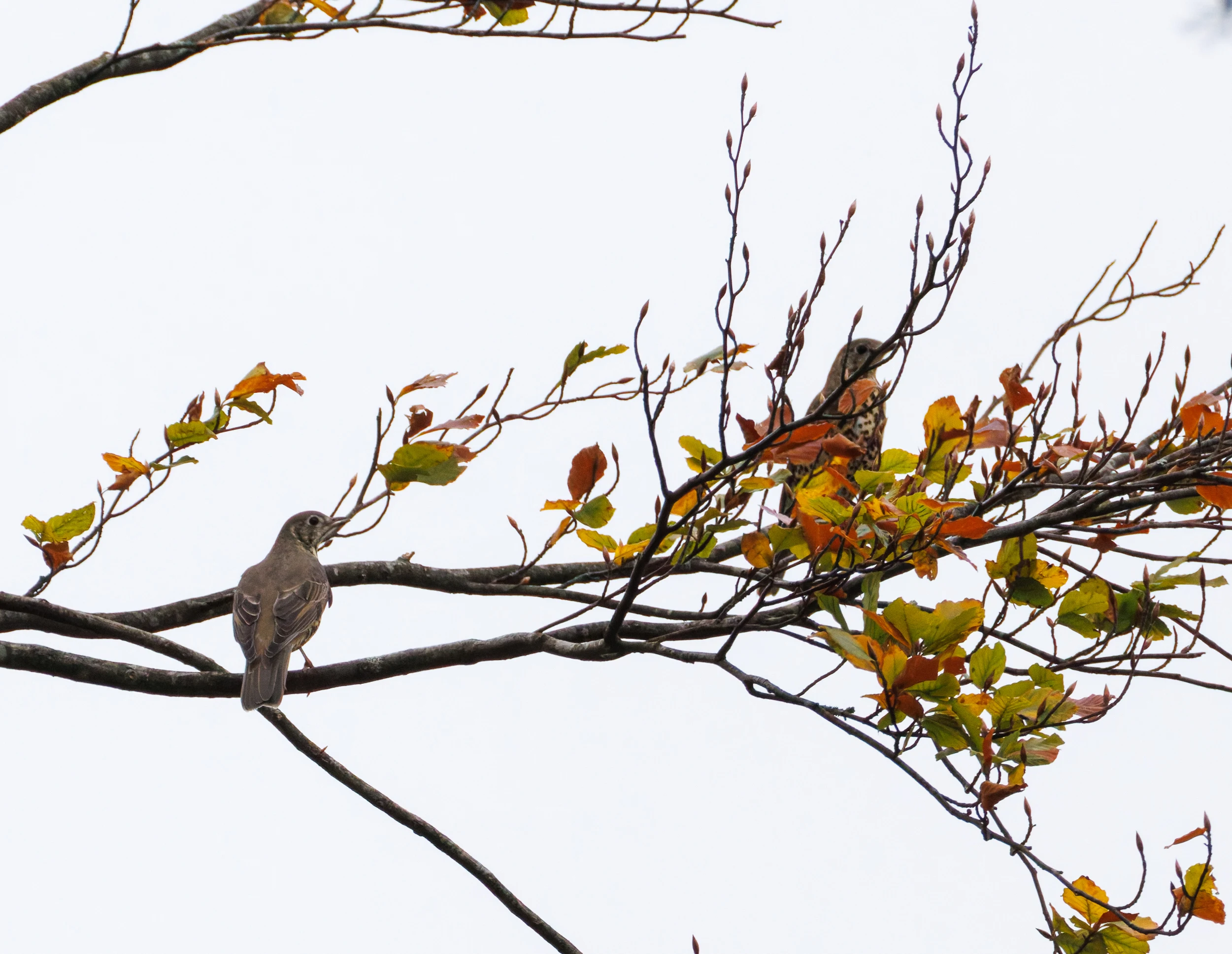 Mistle Thrushes, Acres Down, Hampshire, UK — photo by Orlando Prugel-Bennett