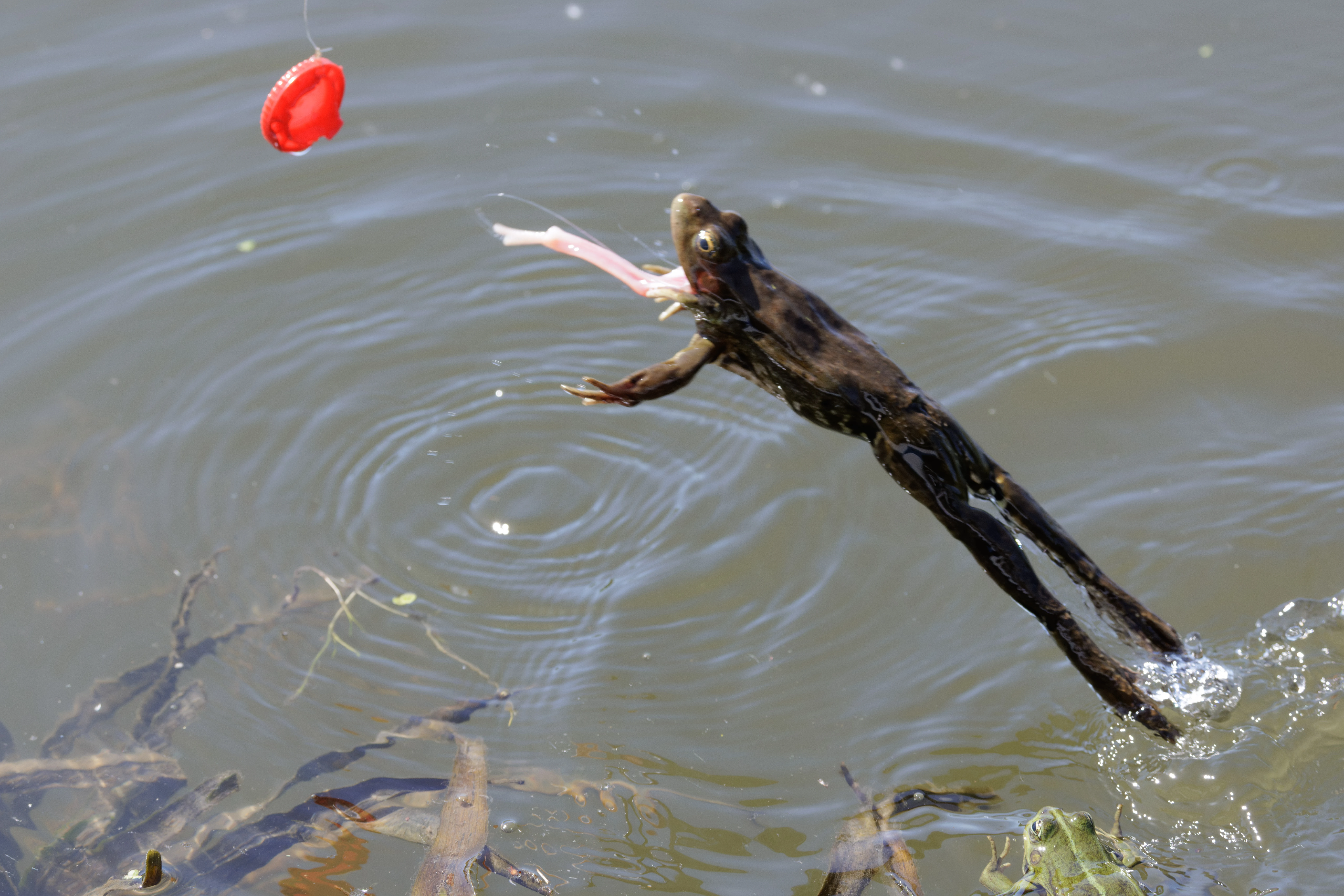 Frog, Danube Delta, Romania — photo by Orlando Prugel-Bennett