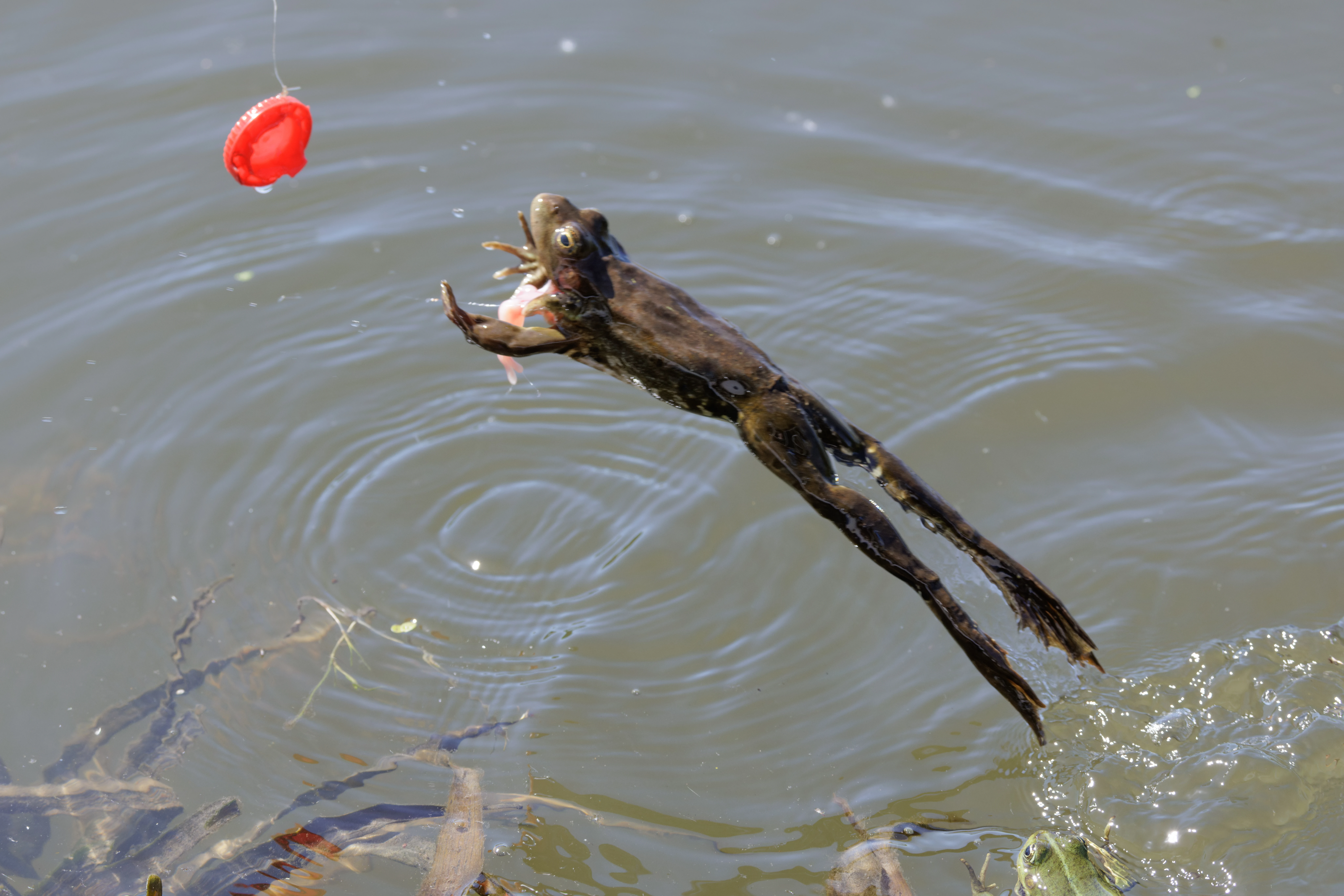 Frog, Danube Delta, Romania — photo by Orlando Prugel-Bennett