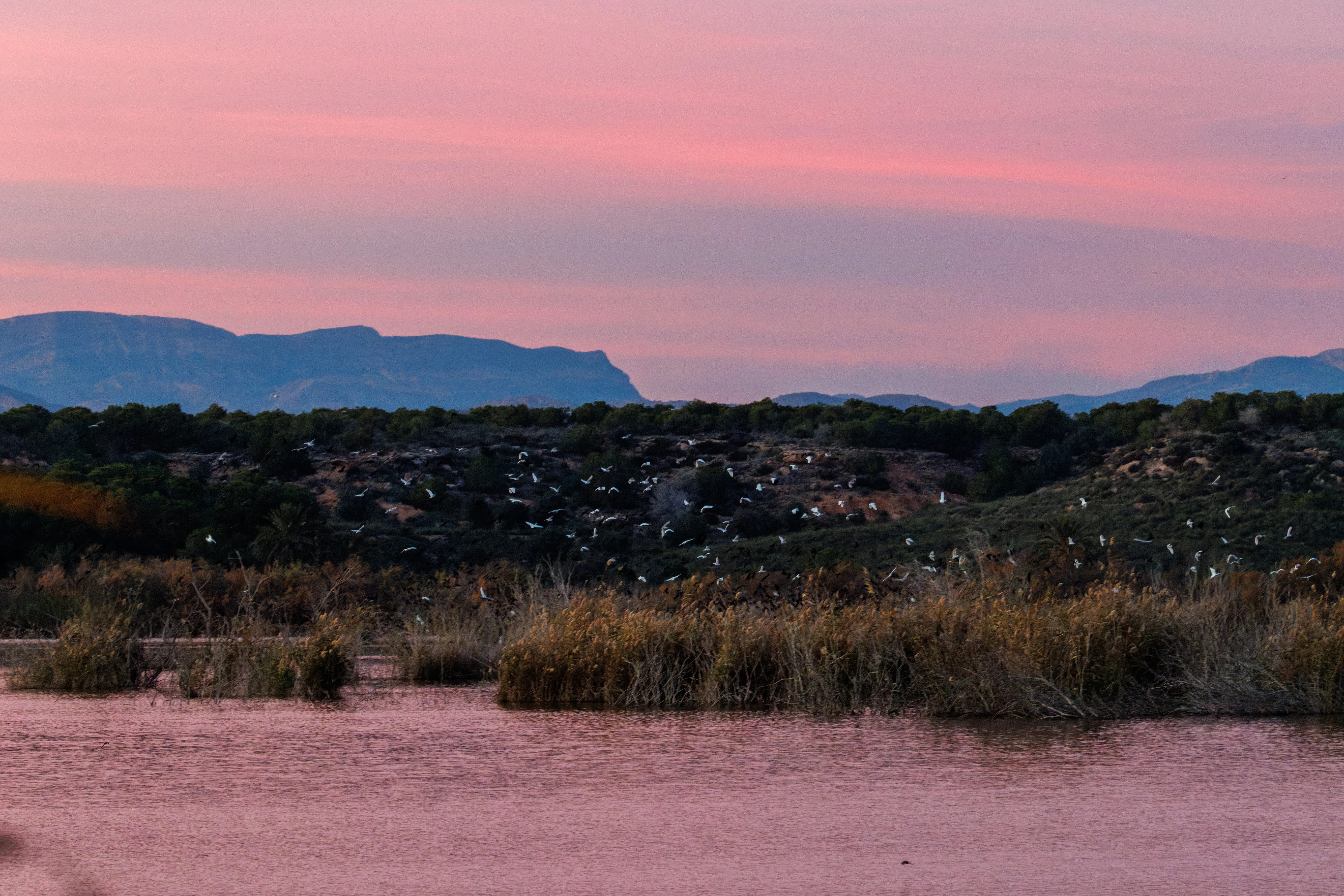 Cattle Egrets at sunset, Clot De Galvany, Alicante, Spain — photo by Orlando Prugel-Bennett