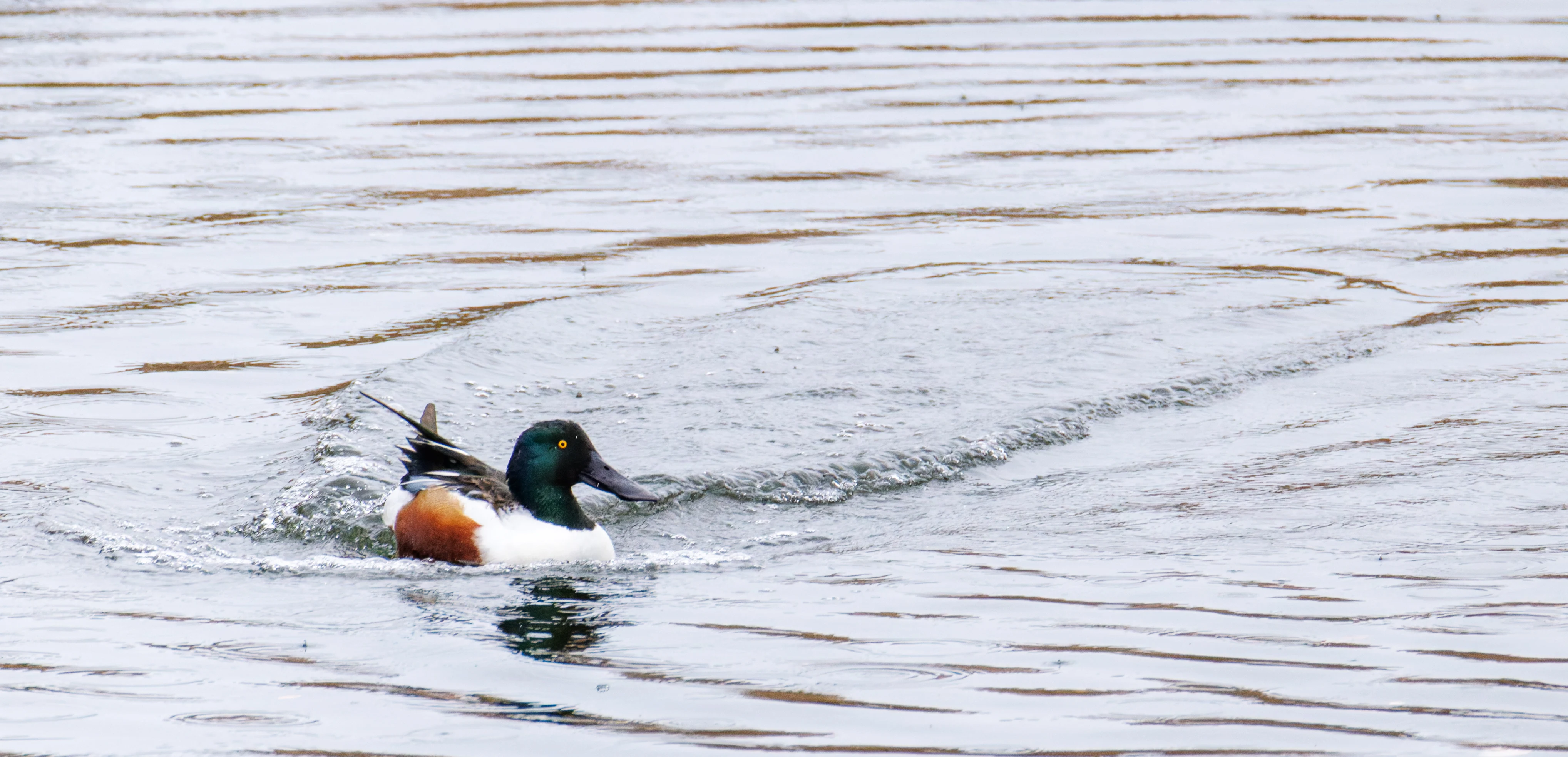 Northern Shoveler, Clot de Galvany, Alicante, Spain — photo by Orlando Prugel-Bennett