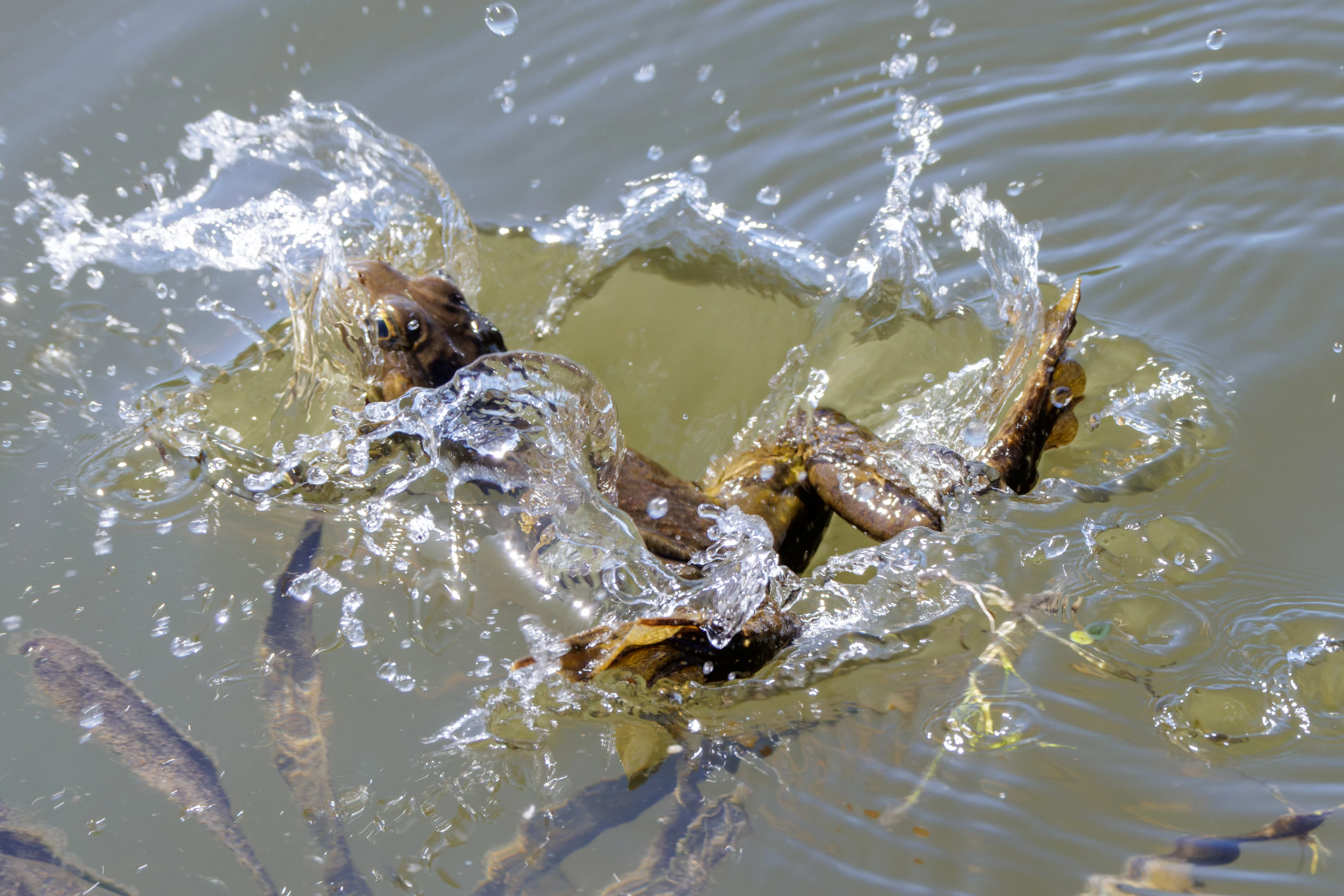 Frog, Danube Delta, Romania — photo by Orlando Prugel-Bennett