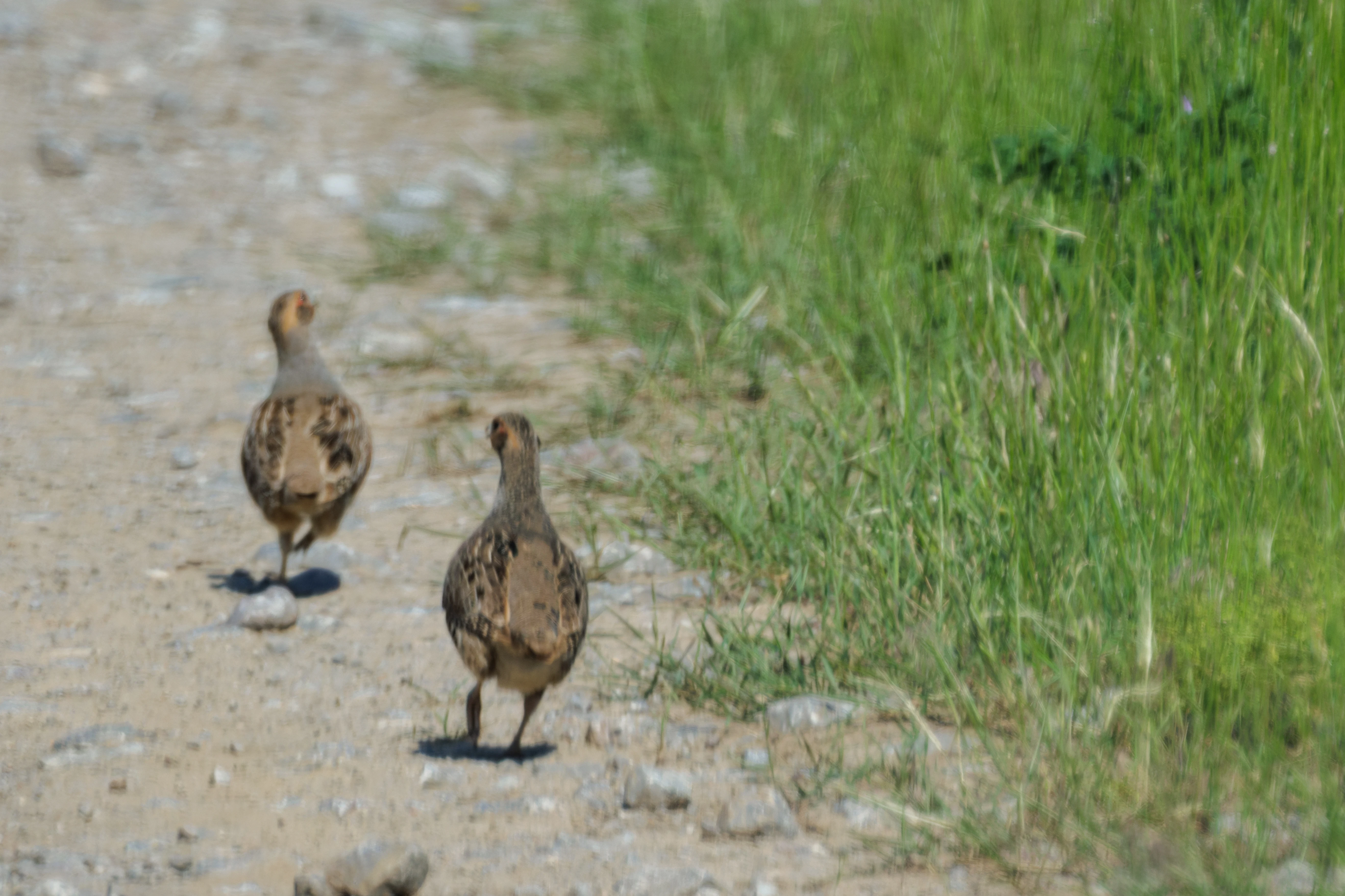 Grey Partridges, Romanian Steppe, Romania — photo by Orlando Prugel-Bennett