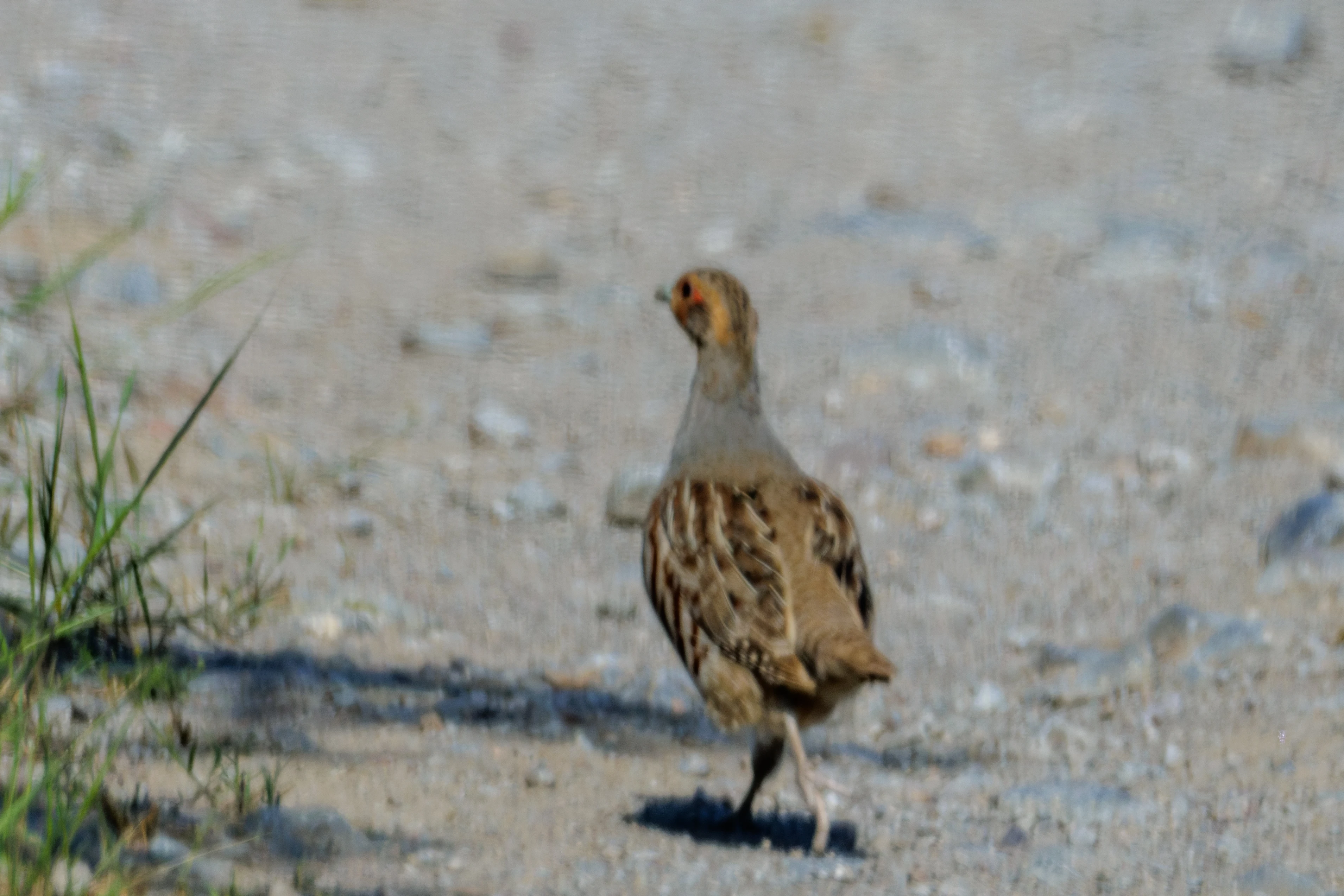 Grey Partridge, Romanian Steppe, Romania — photo by Orlando Prugel-Bennett