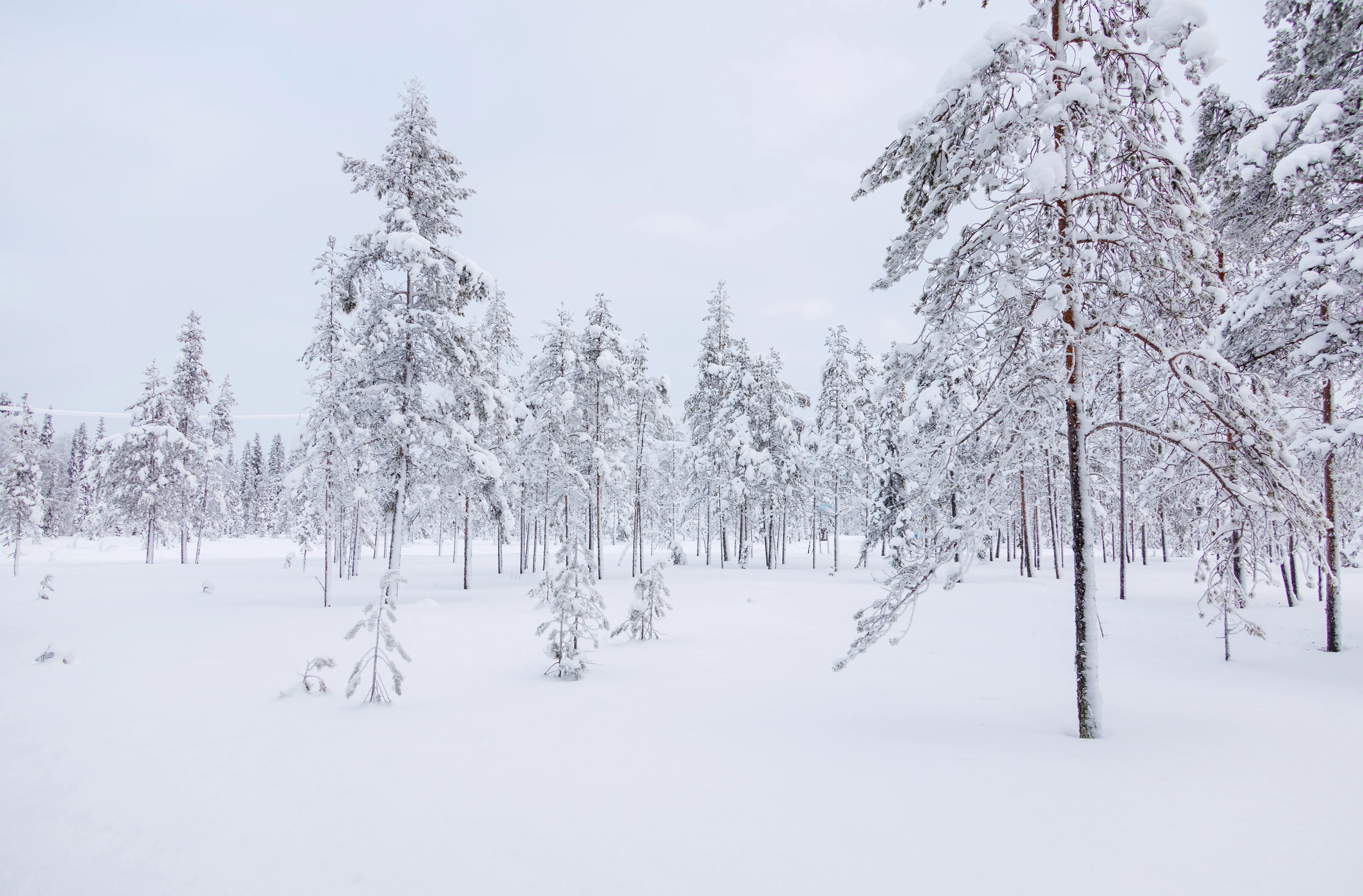 Trees, Ÿllas, Finland — photo by Orlando Prugel-Bennett