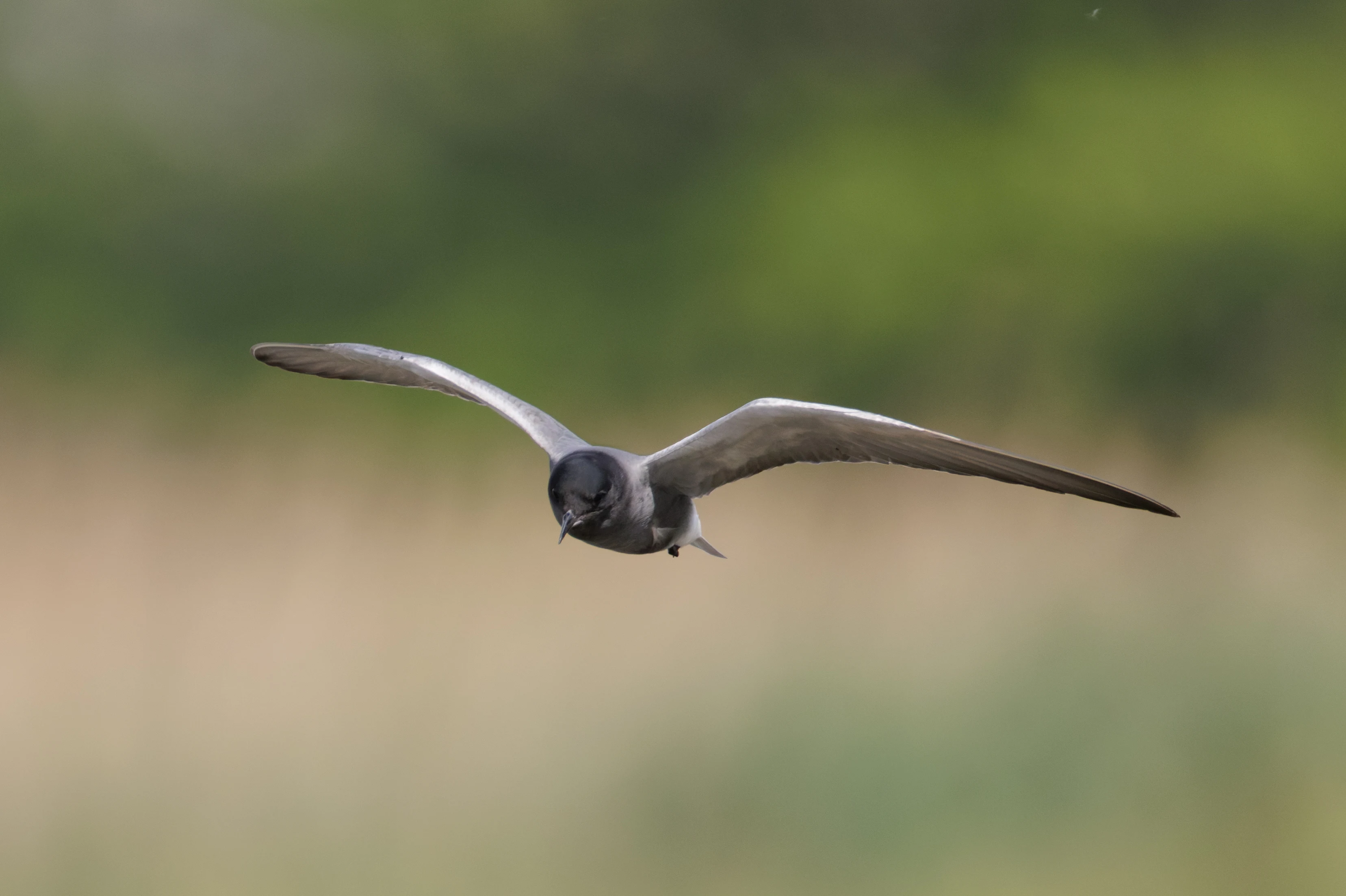 Black Tern, Romania — photo by Orlando Prugel-Bennett