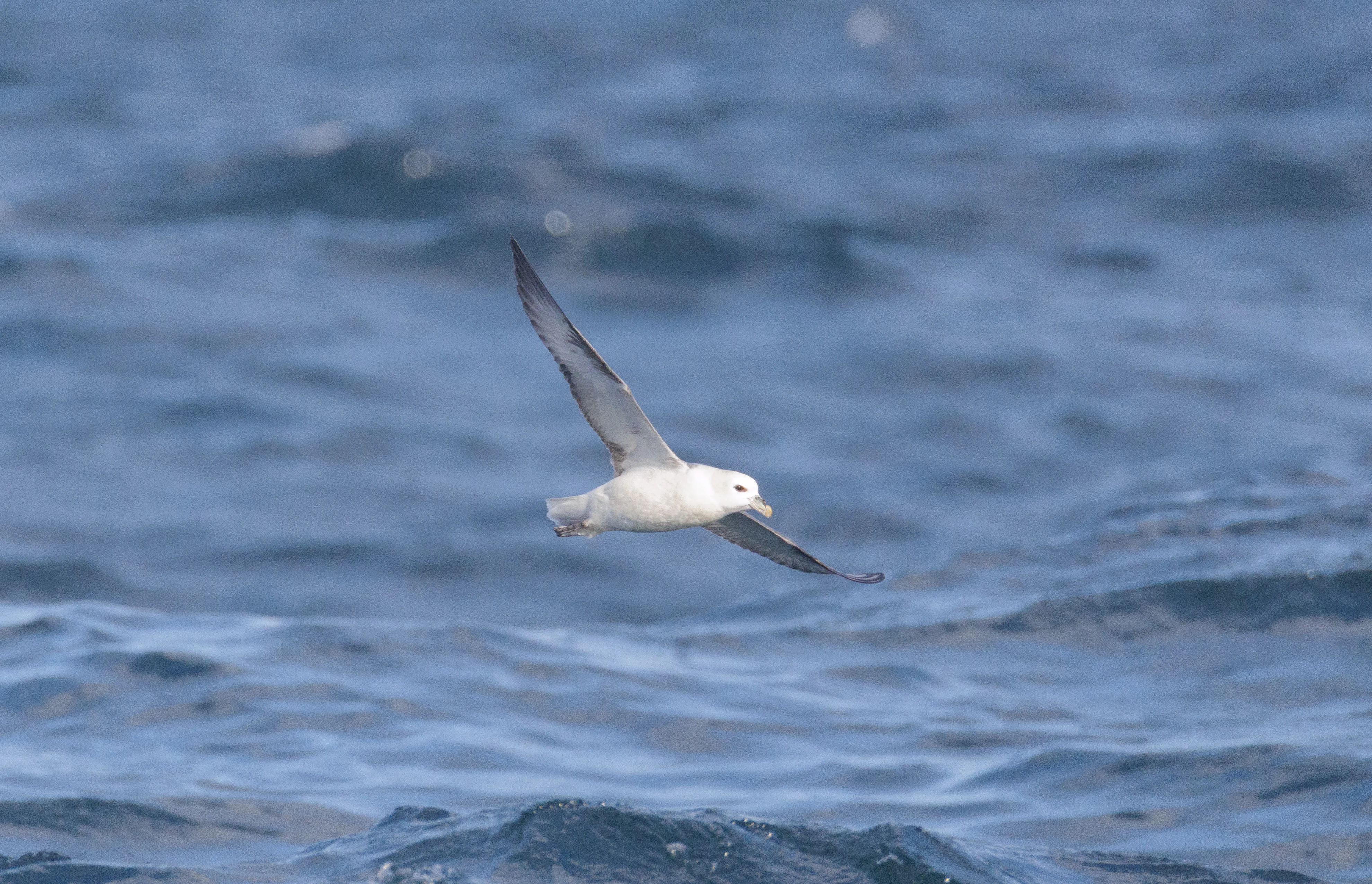 Little Gull, Cornwall, UK — photo by Orlando Prugel-Bennett