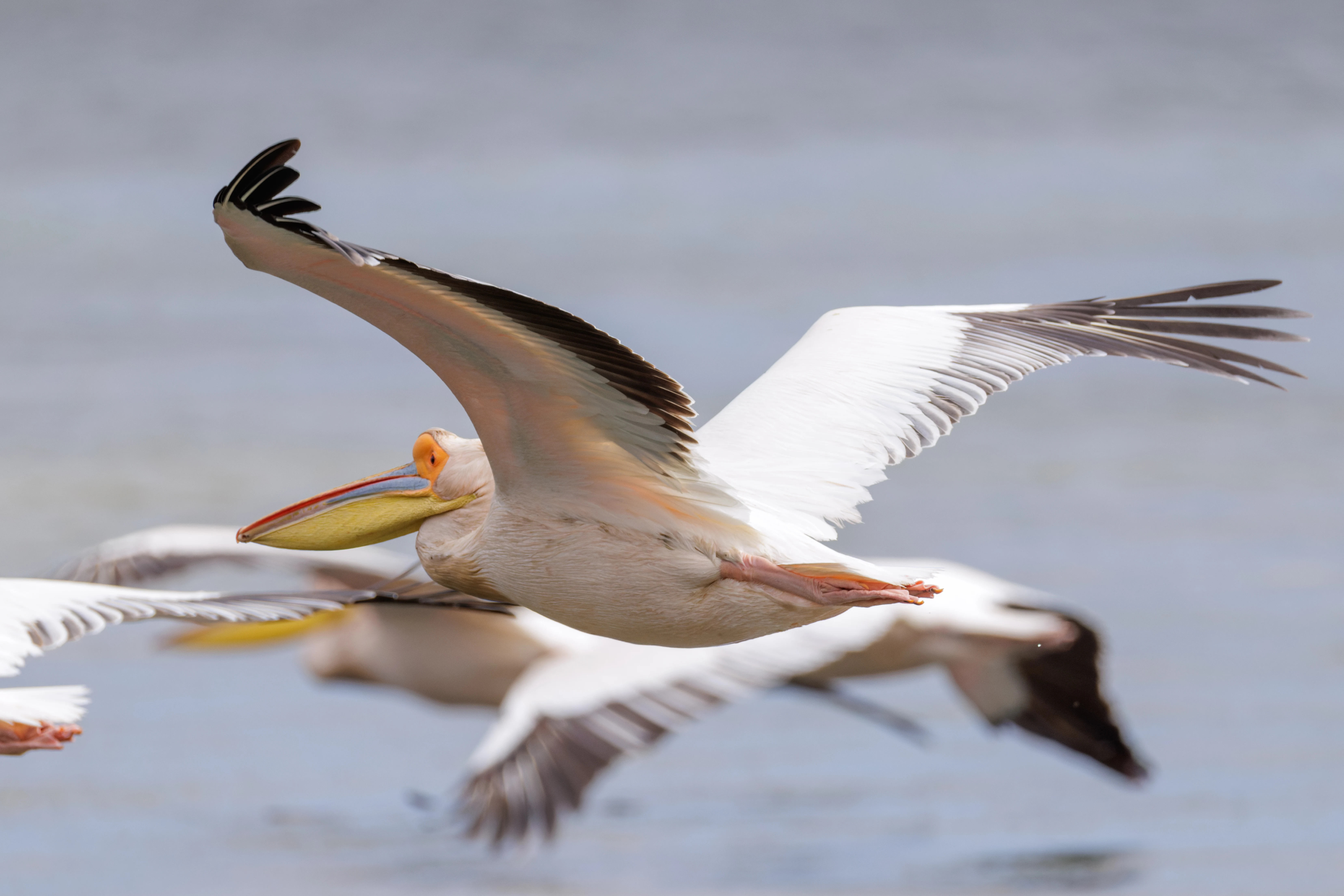 Great White Pelican, Danube Delta, Romania — photo by Orlando Prugel-Bennett