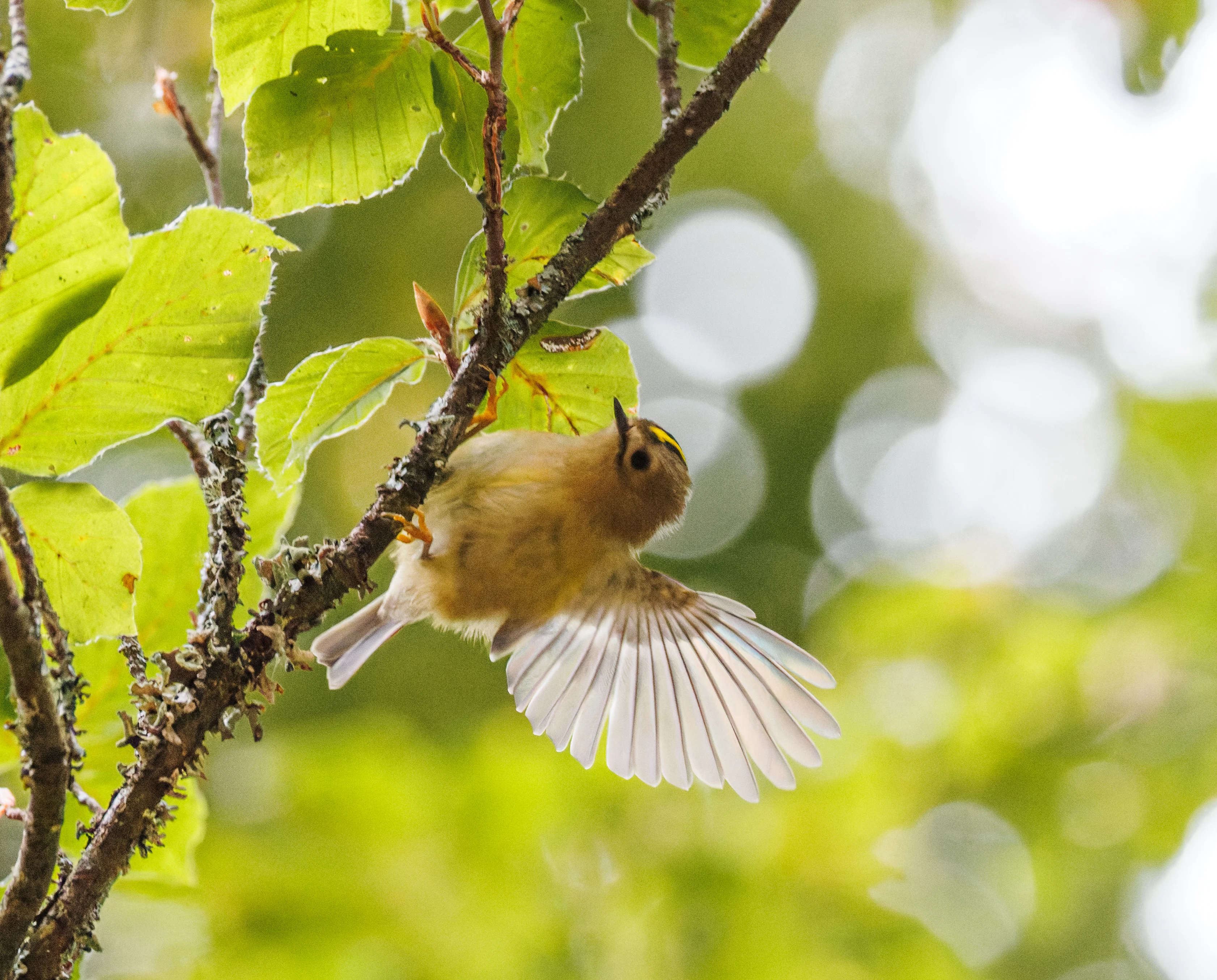 Goldcrest, Acres Down, Hampshire, UK — photo by Orlando Prugel-Bennett
