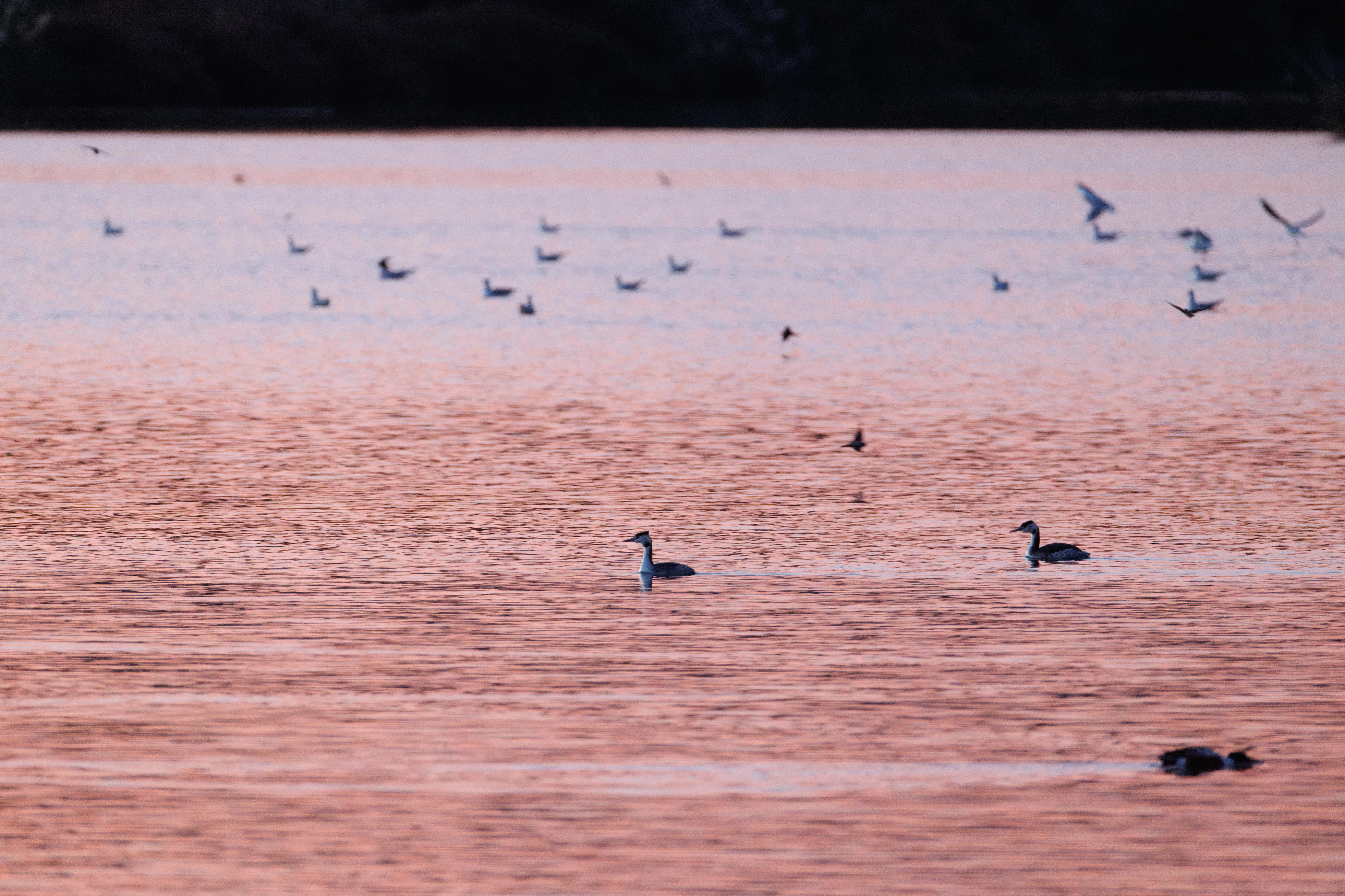 Great Crested Grebes, Gulls and Shoveler at sunset, Clot De Galvany, Alicante, Spain — photo by Orlando Prugel-Bennett